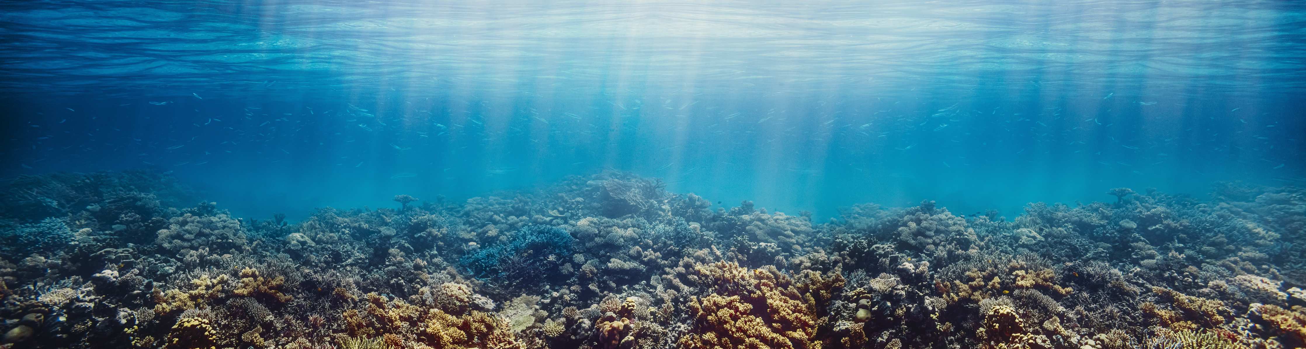Wandverkleidung Flur-Unterwasser-Korallenriff im Roten Meer