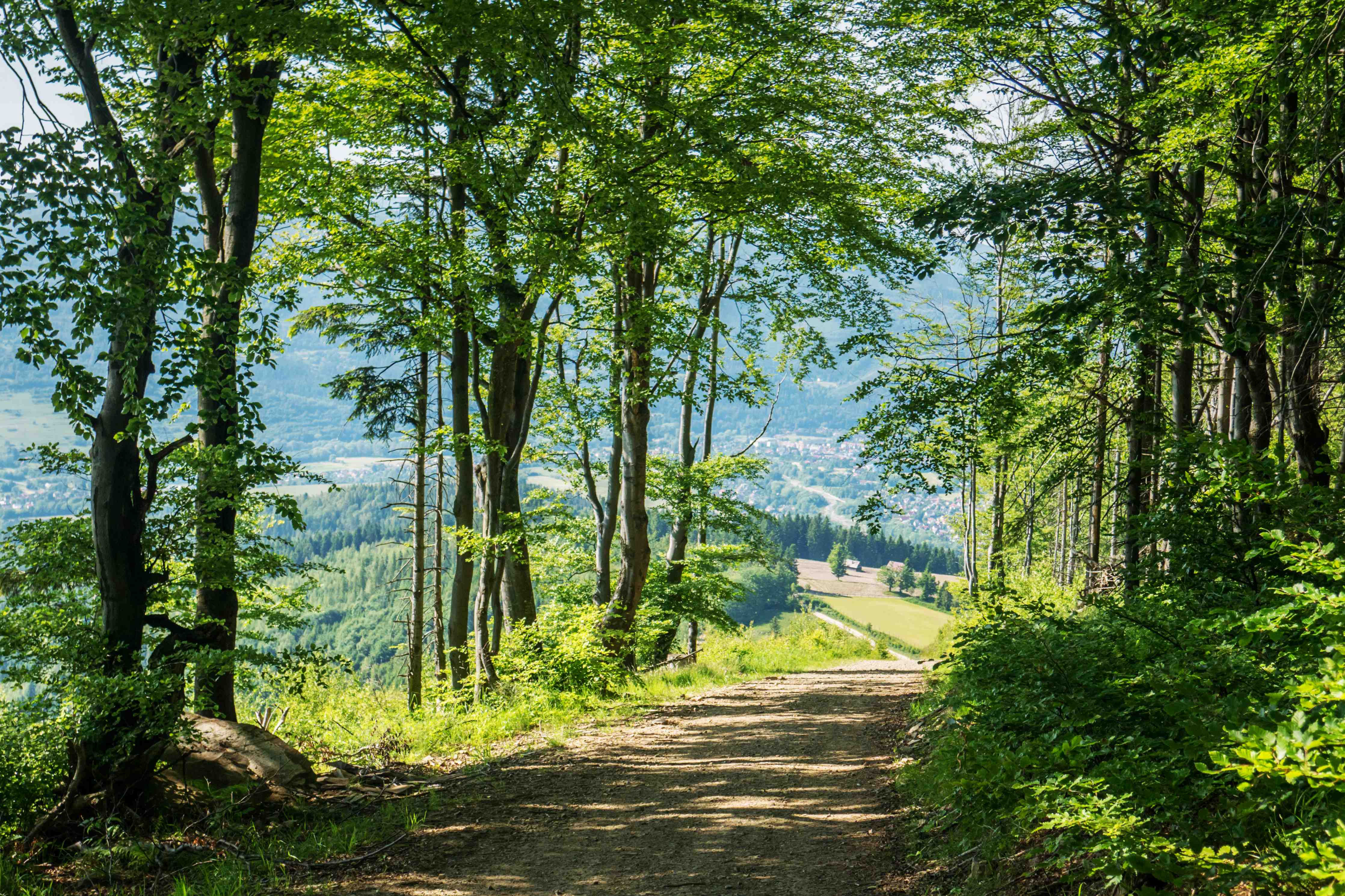 Wandverkleidung Flur-Waldweg Beskiden Polen