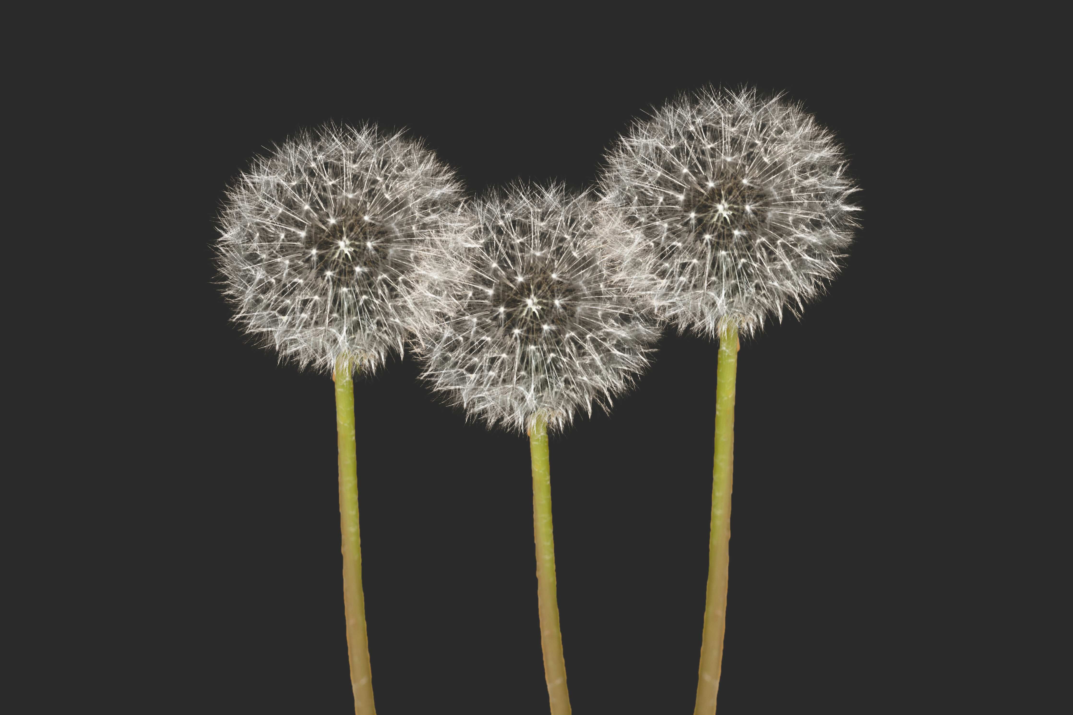 Wandverkleidung Flur-Weiße Pusteblumen auf Schwarz