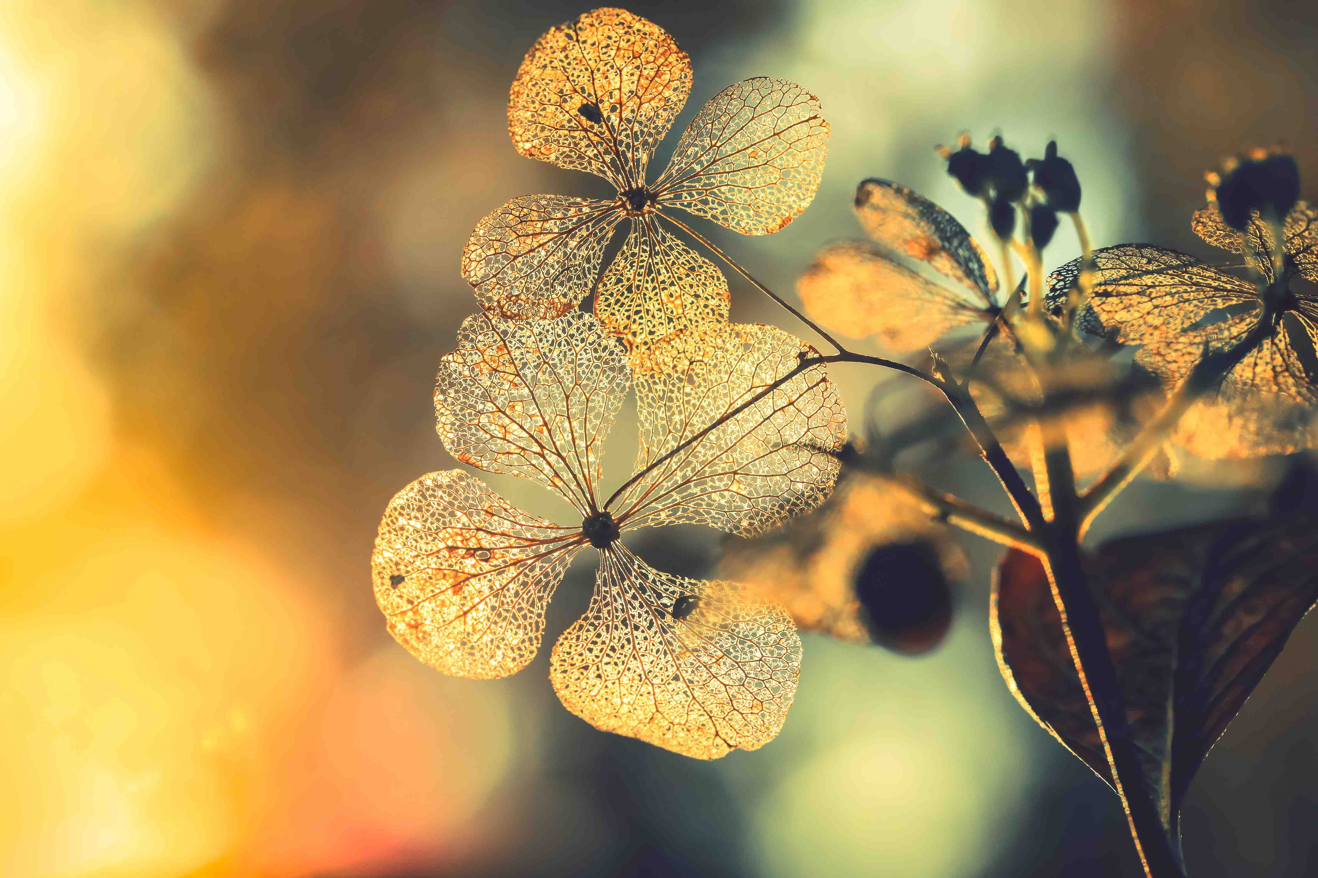 Wandverkleidung Flur-Zarte Hortensien im Sonnenlicht