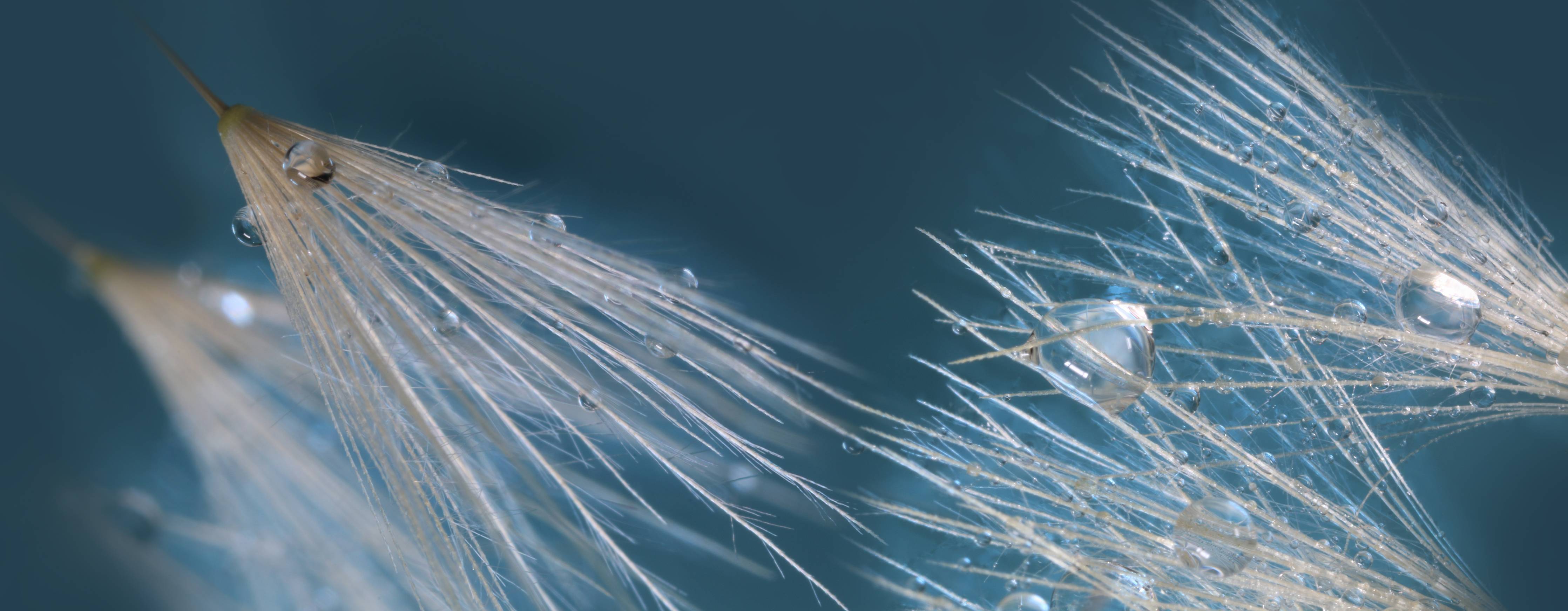 Wandverkleidung Flur-Zarte Löwenzapfen mit Wassertröpfchen