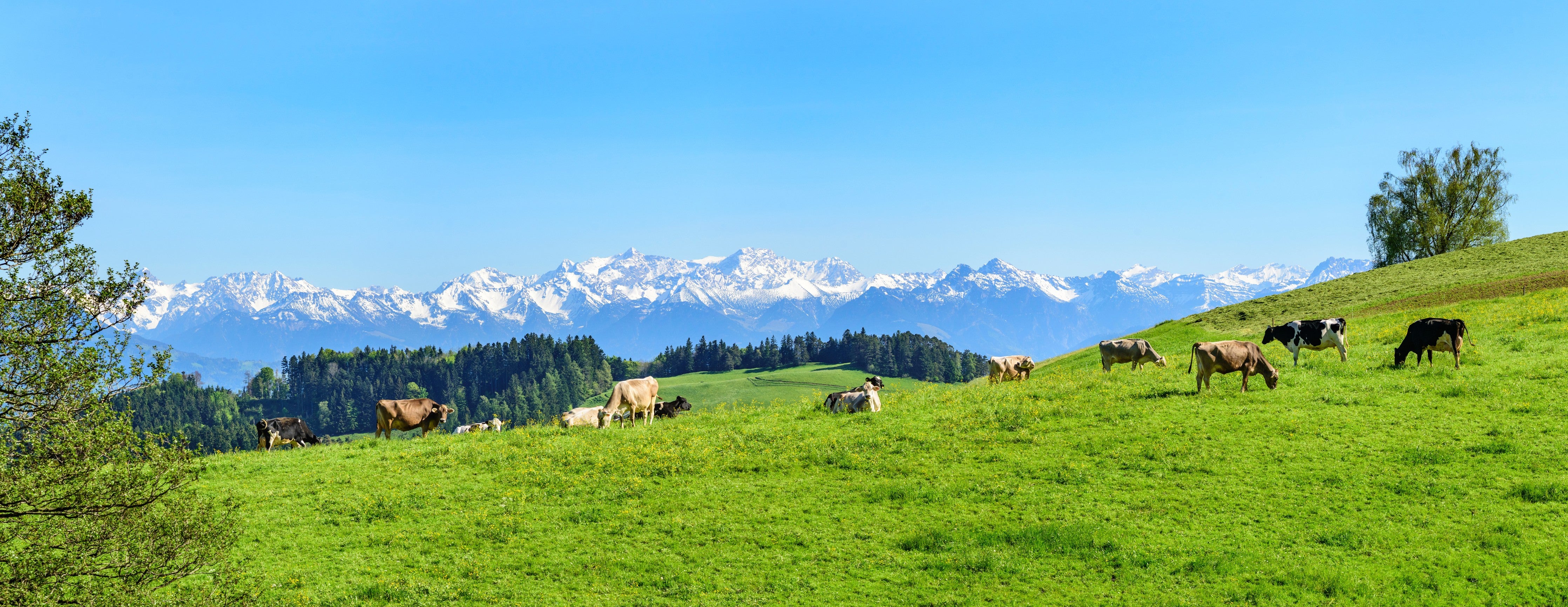 Wandverkleidung Schlafzimmer-Almwiese mit Kühen und Alpenblick