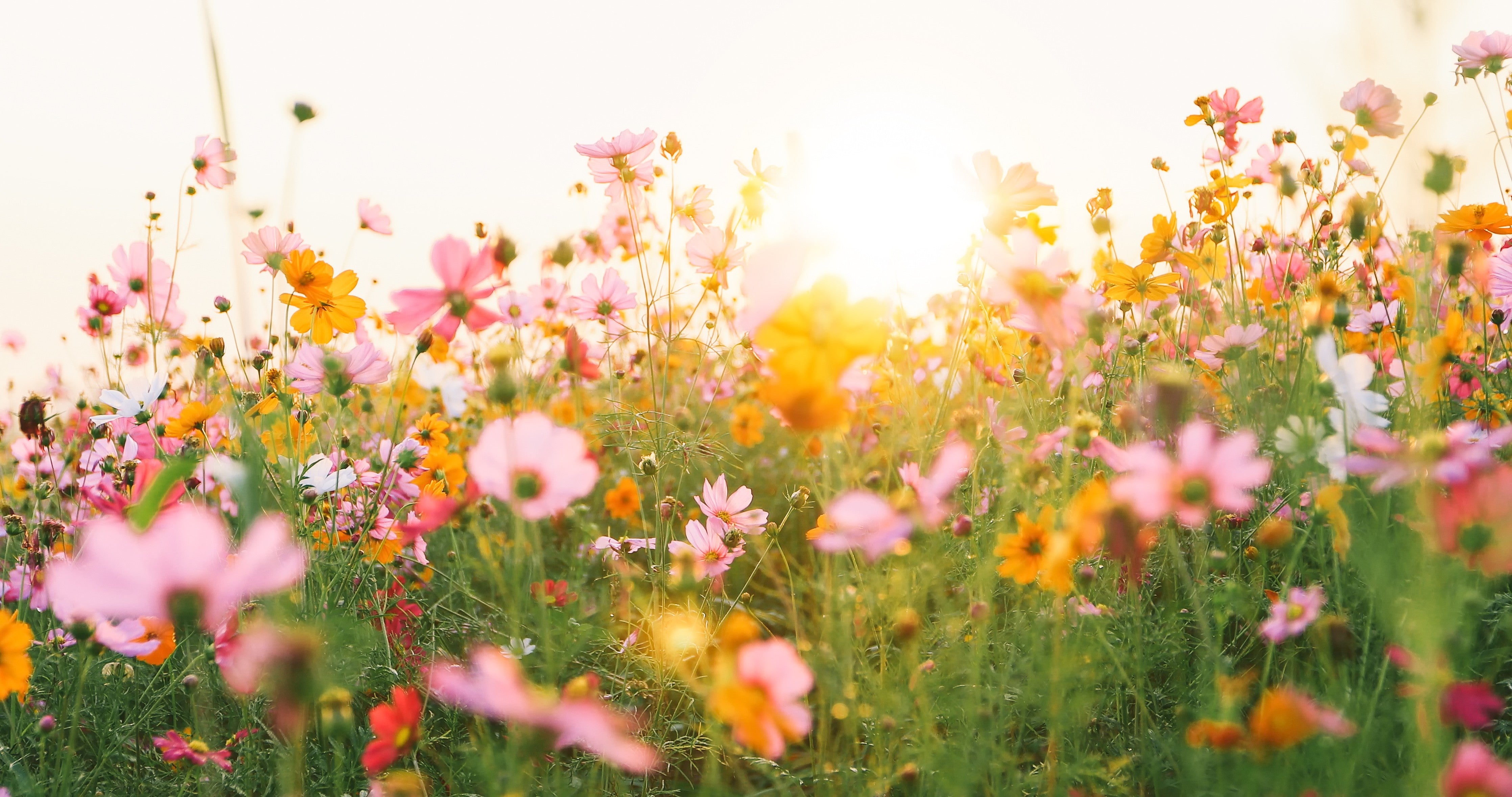 Wandverkleidung Schlafzimmer-Blühende Sommerwiese im Morgenlicht