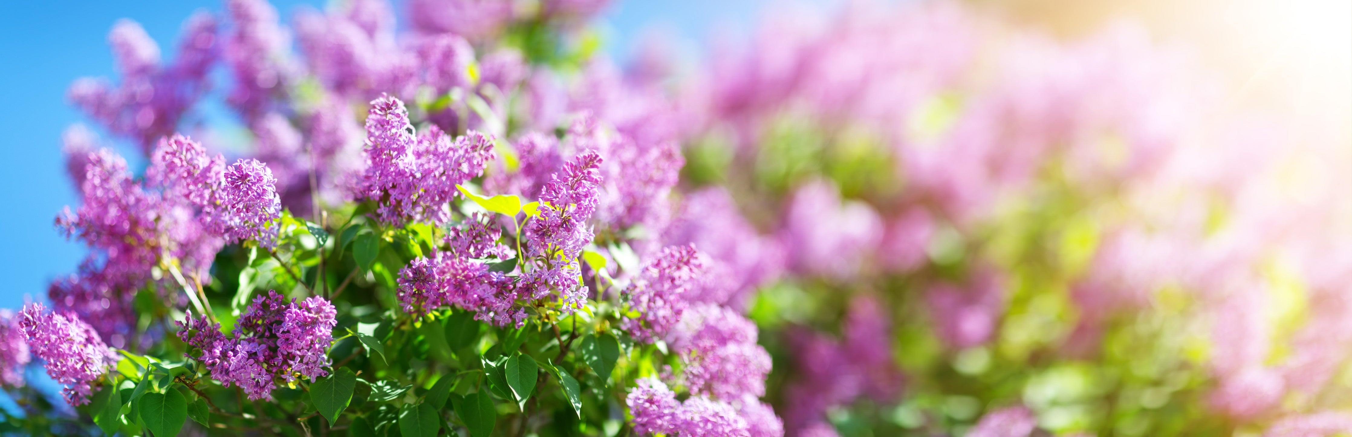 Wandverkleidung Schlafzimmer-Blumen blühen auf im Frühling