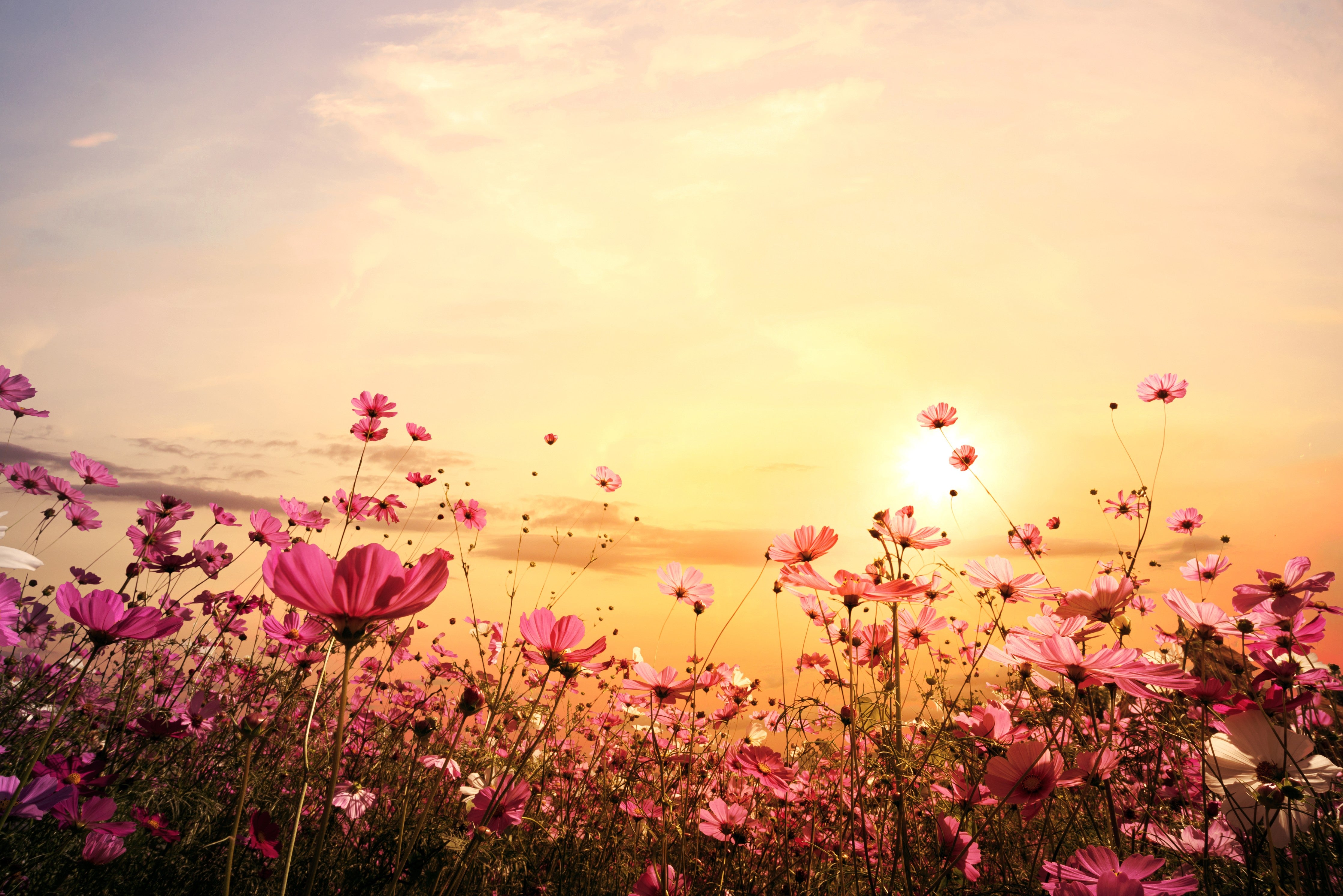 Wandverkleidung Schlafzimmer-Blumenwiese bei Sonnenuntergang Panorama