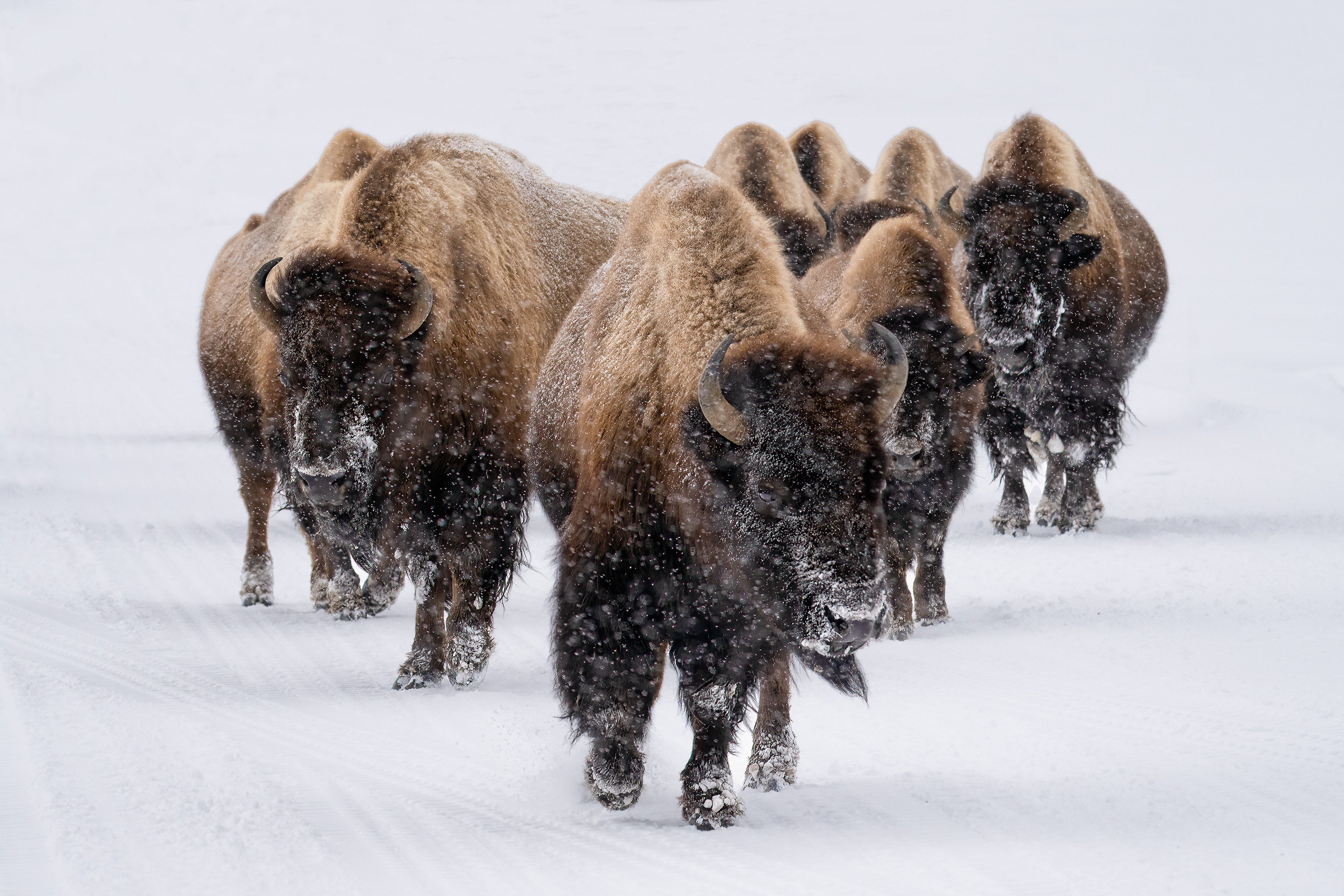 Wandverkleidung Schlafzimmer-Eine Bison Herde