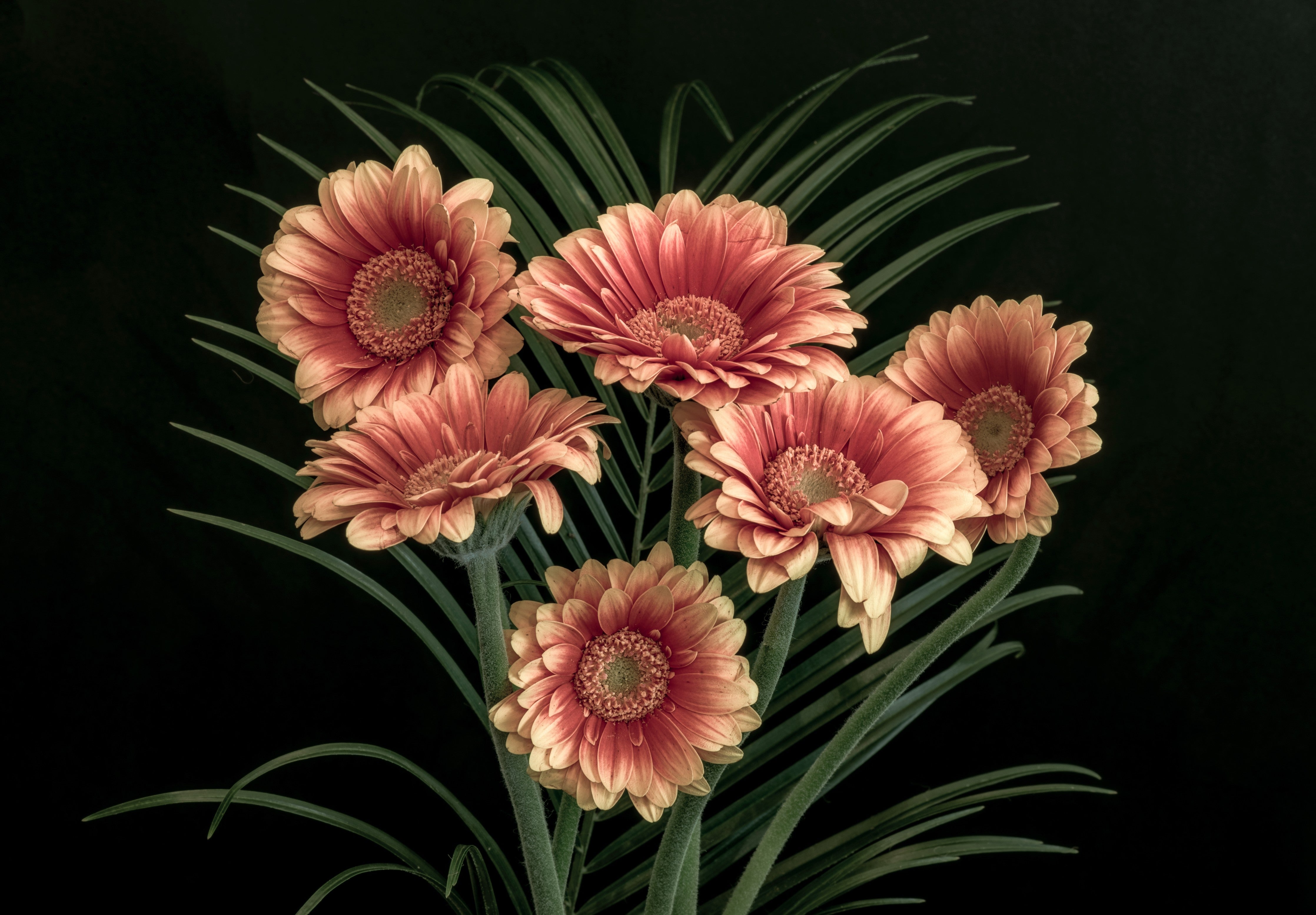 Wandverkleidung Schlafzimmer-Elegante rosa Gerbera vor dunklem Hintergrund