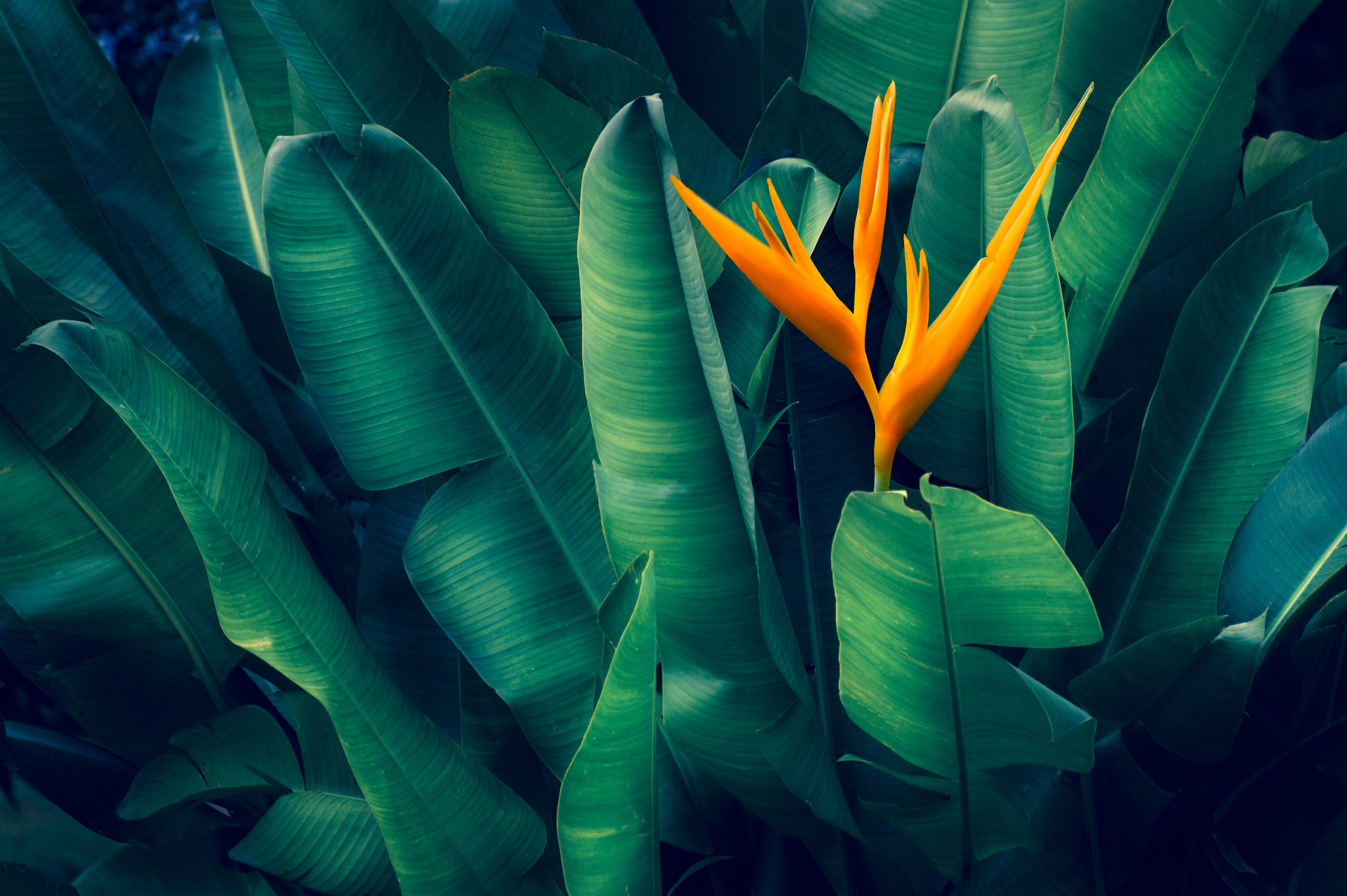 Wandverkleidung Schlafzimmer-Exotische Paradiesvogelblume auf grünen Blättern