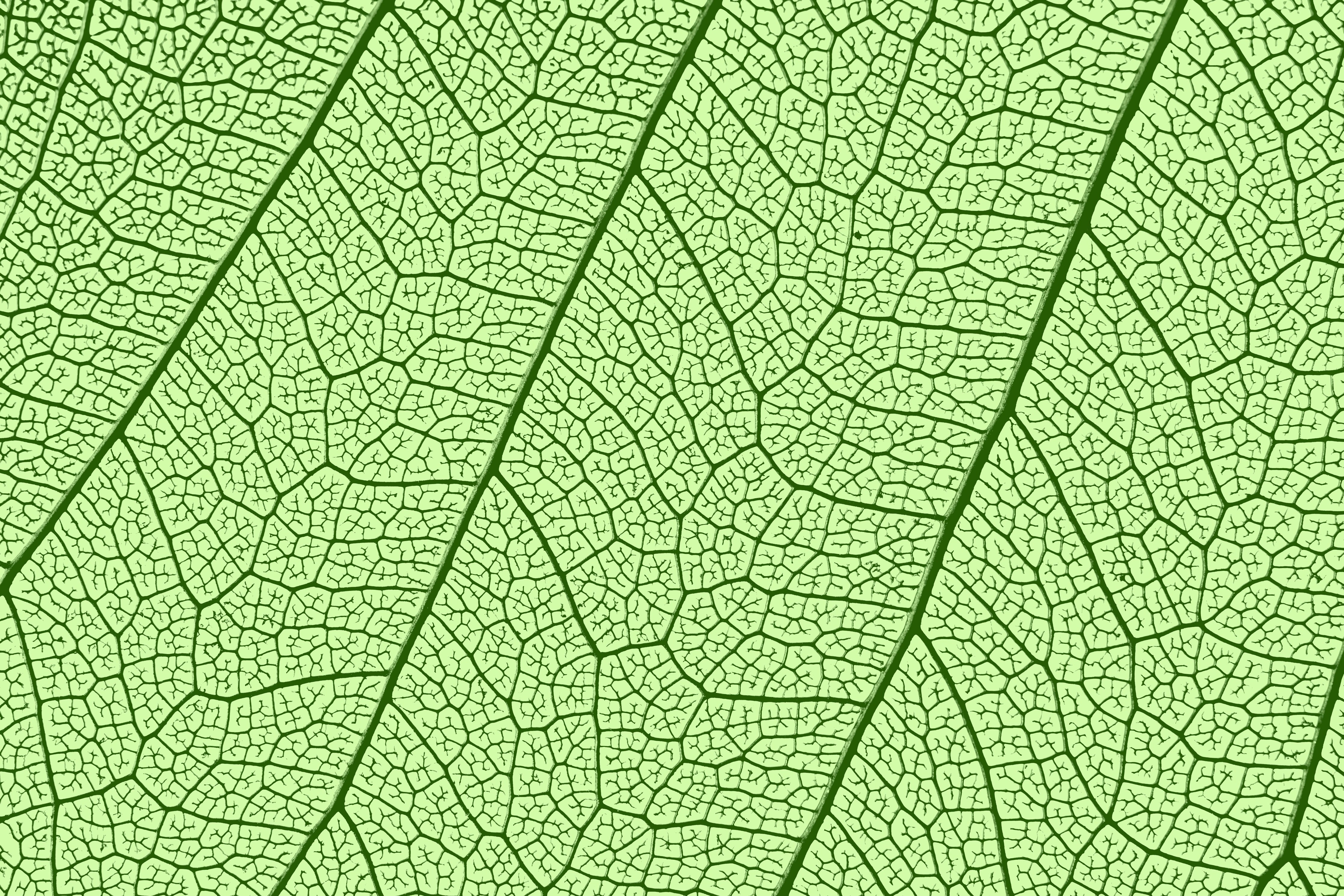 Wandverkleidung Schlafzimmer-Feine grüne Blattstruktur Naturmuster