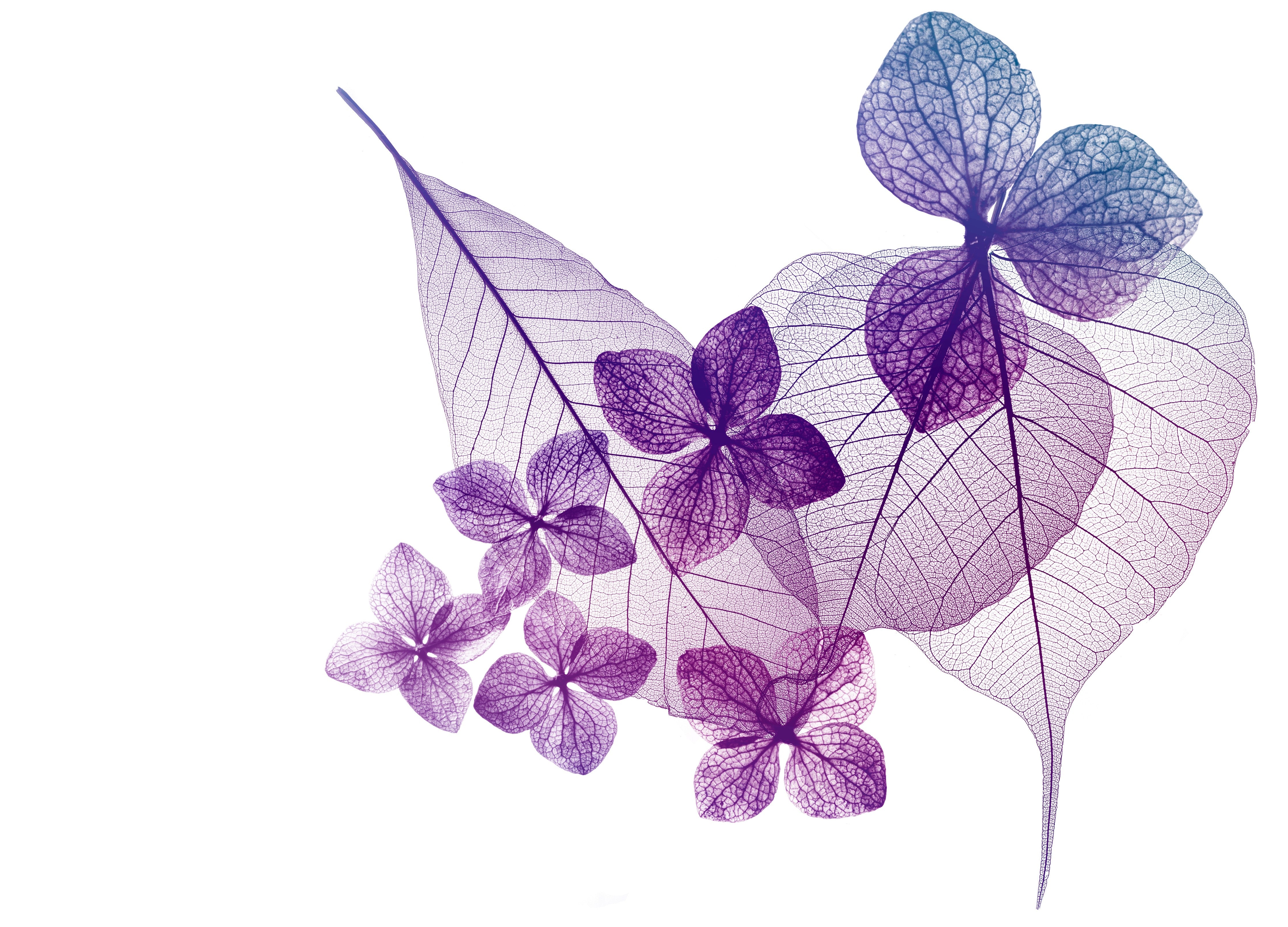 Wandverkleidung Schlafzimmer-Florales Blattmuster in Lila auf Weiß