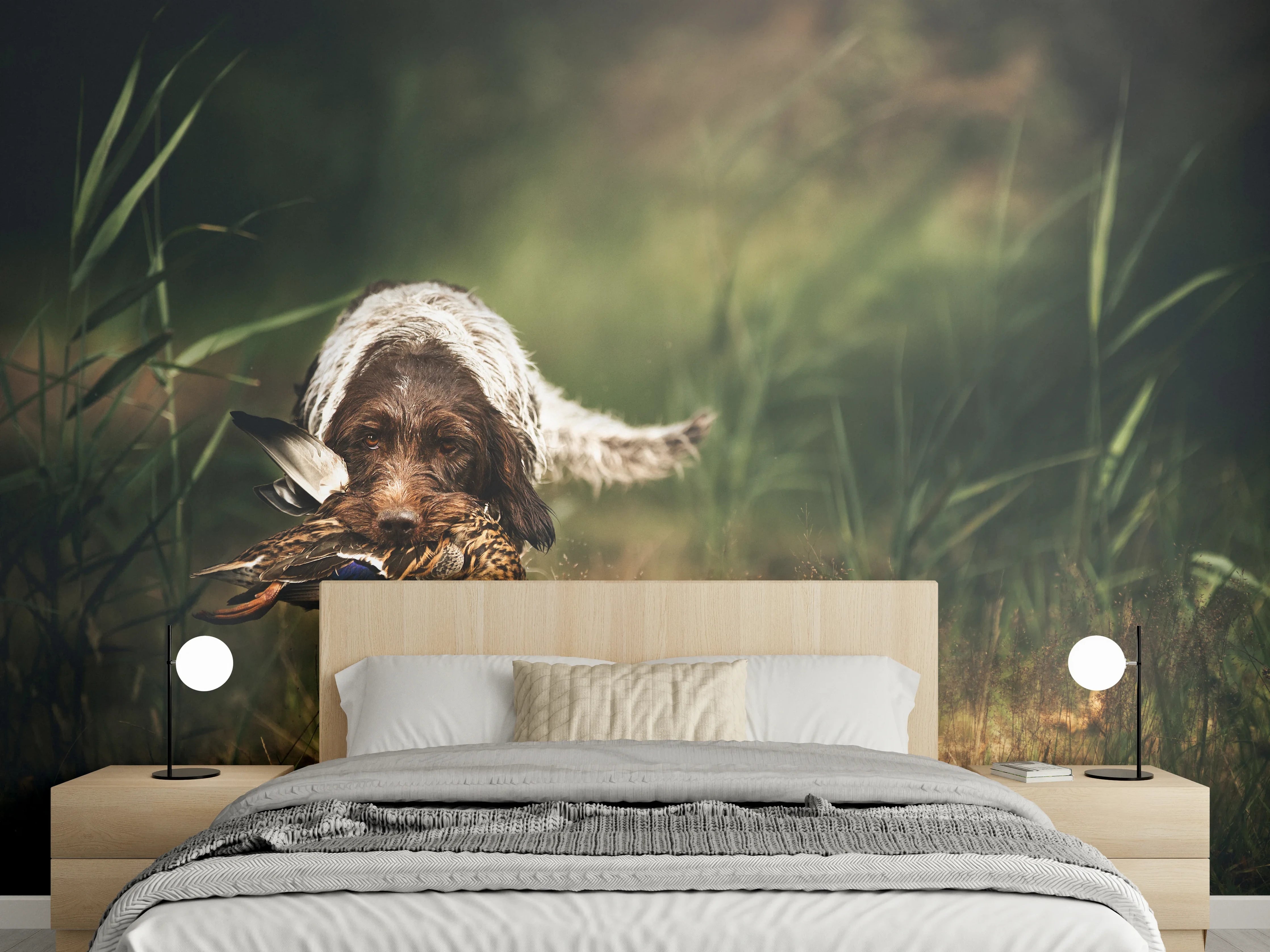 Wandverkleidung Schlafzimmer - Griffon Korthals beim Apportieren einer Ente