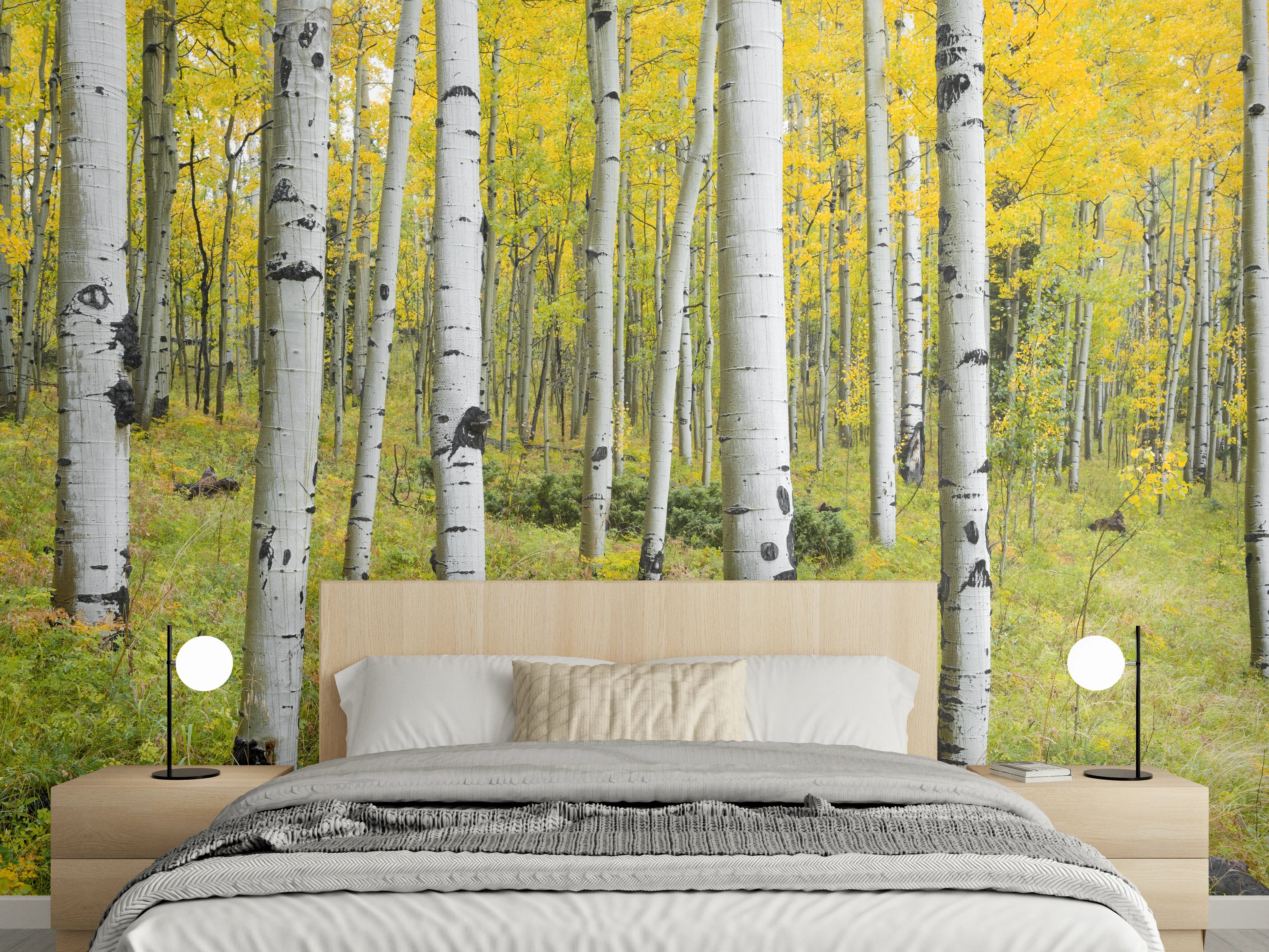 Wandverkleidung Schlafzimmer - Heller Birkenwald Naturfotografie