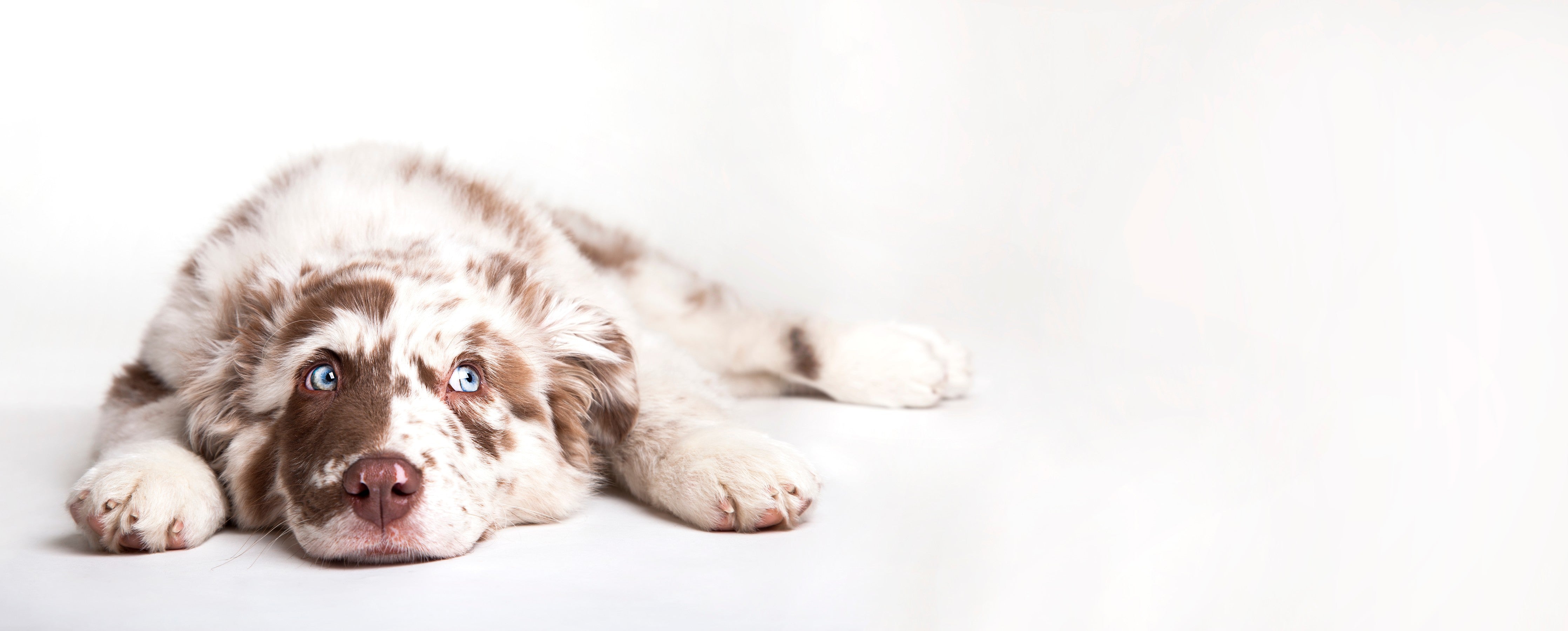 Wandverkleidung Schlafzimmer-Hunde Portrait - Australian Shepherd