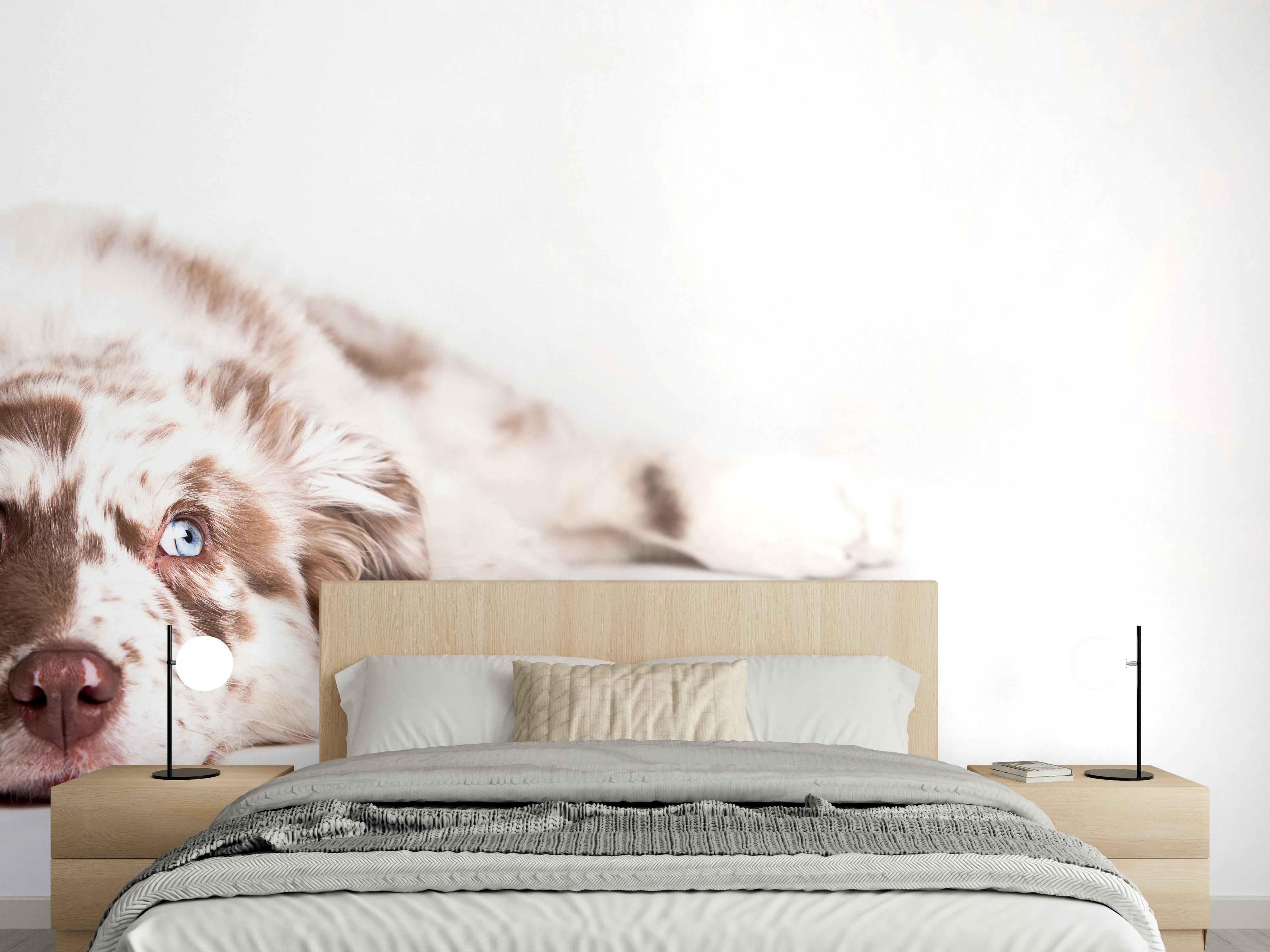 Wandverkleidung Schlafzimmer - Hunde Portrait - Australian Shepherd