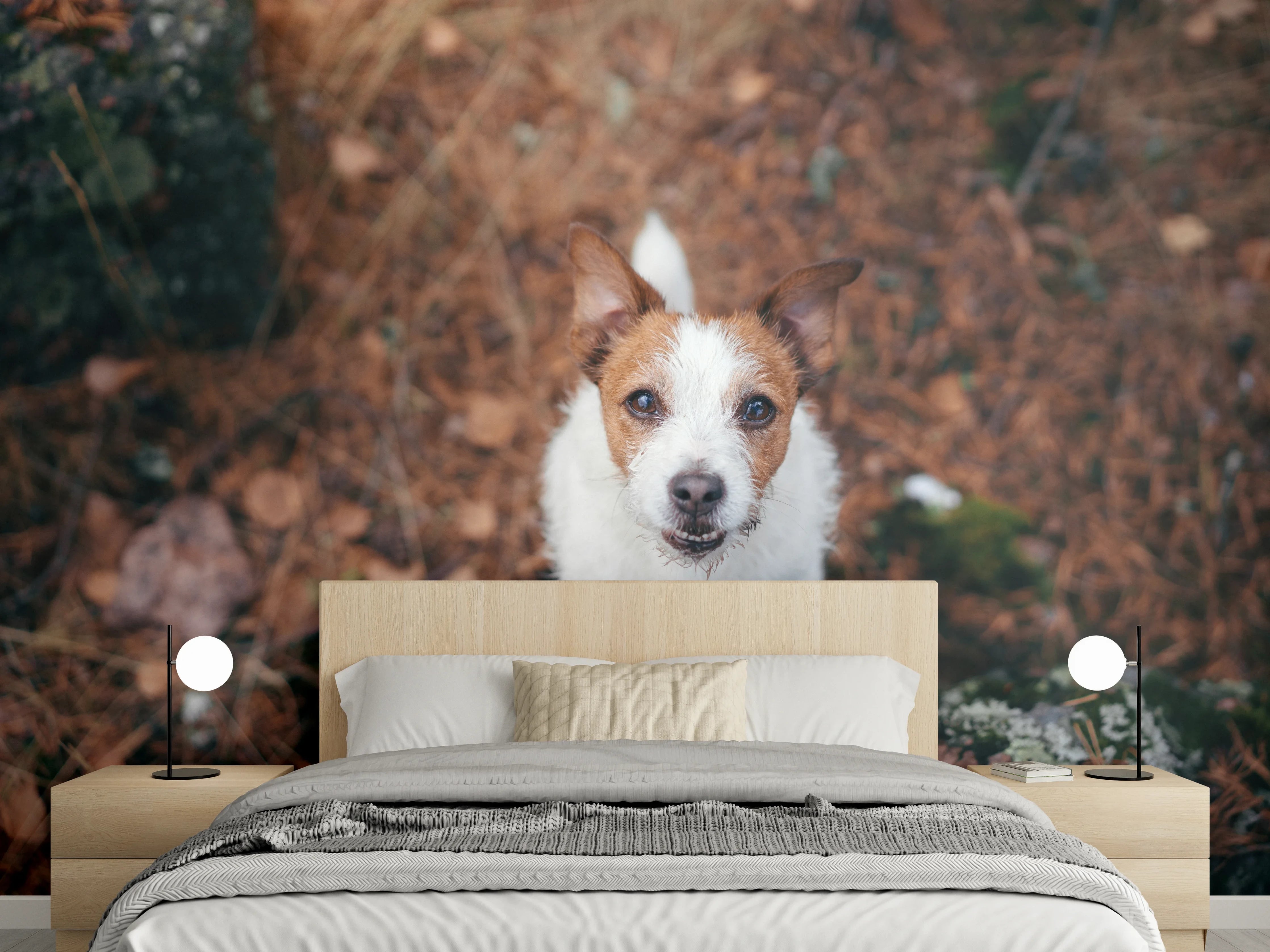Wandverkleidung Schlafzimmer - Jack Russell im herbstlichen Park