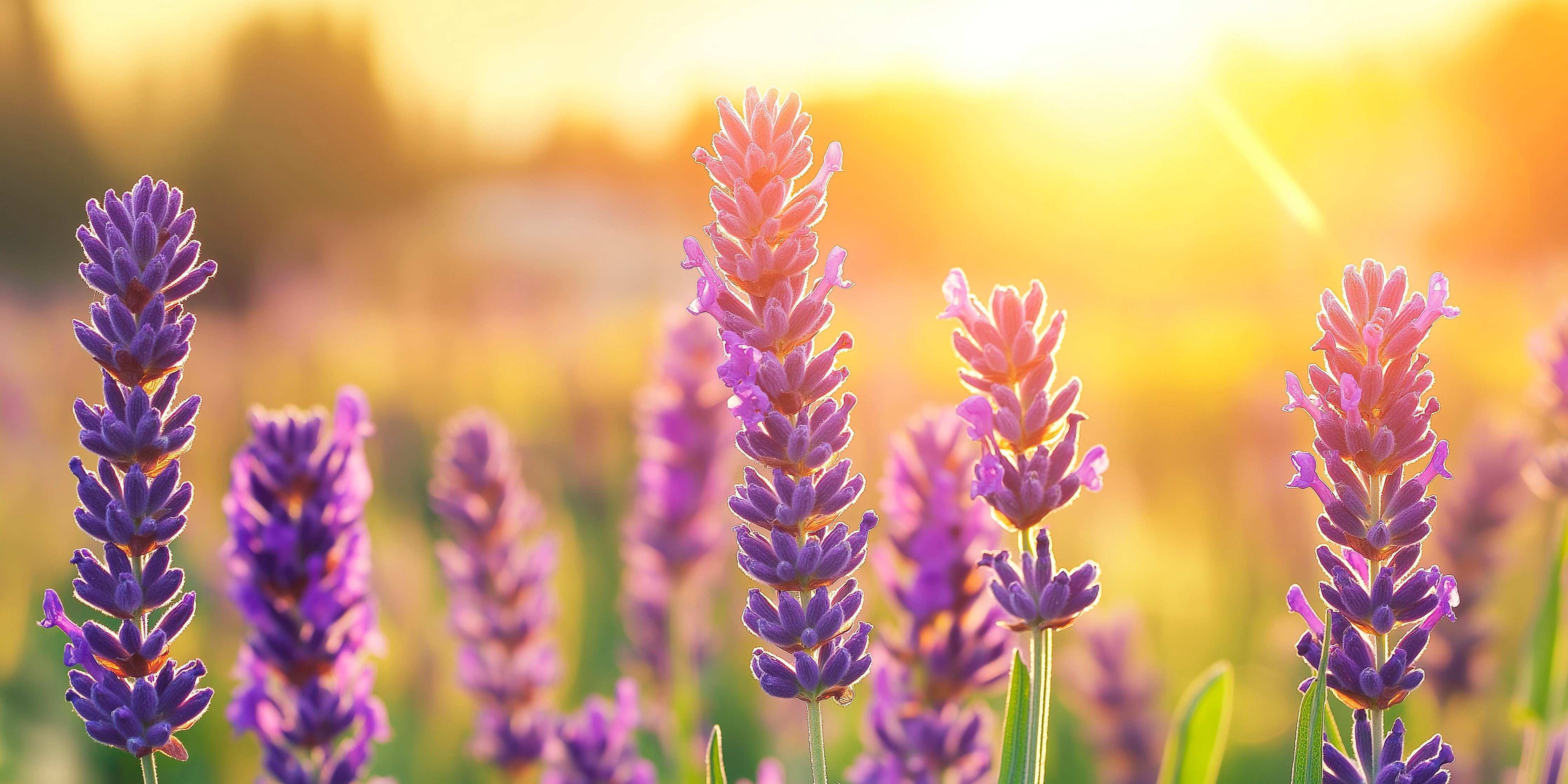 Wandverkleidung Schlafzimmer-Lavendel in goldenem Abendlicht