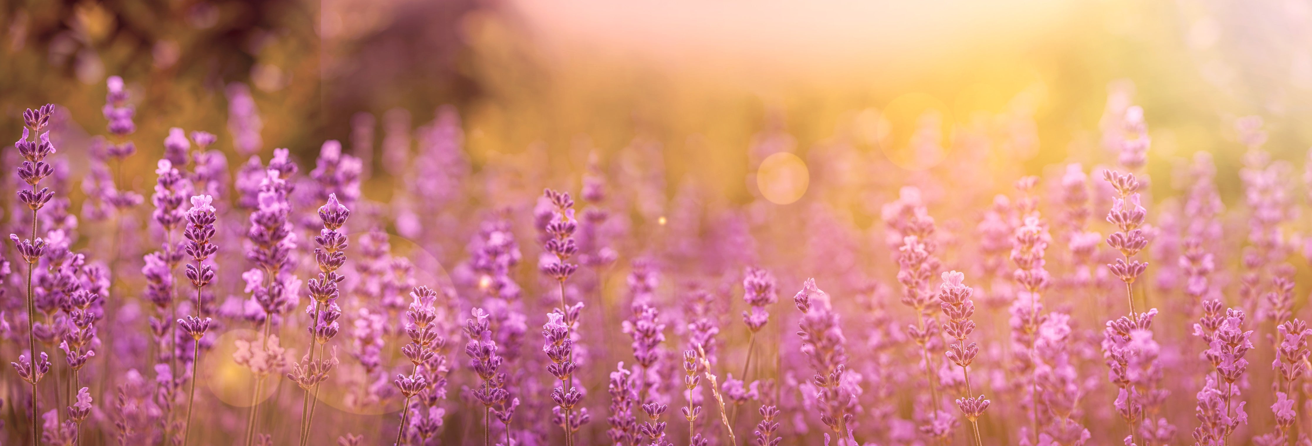 Wandverkleidung Schlafzimmer-Lavendelfeld im warmen Abendlicht