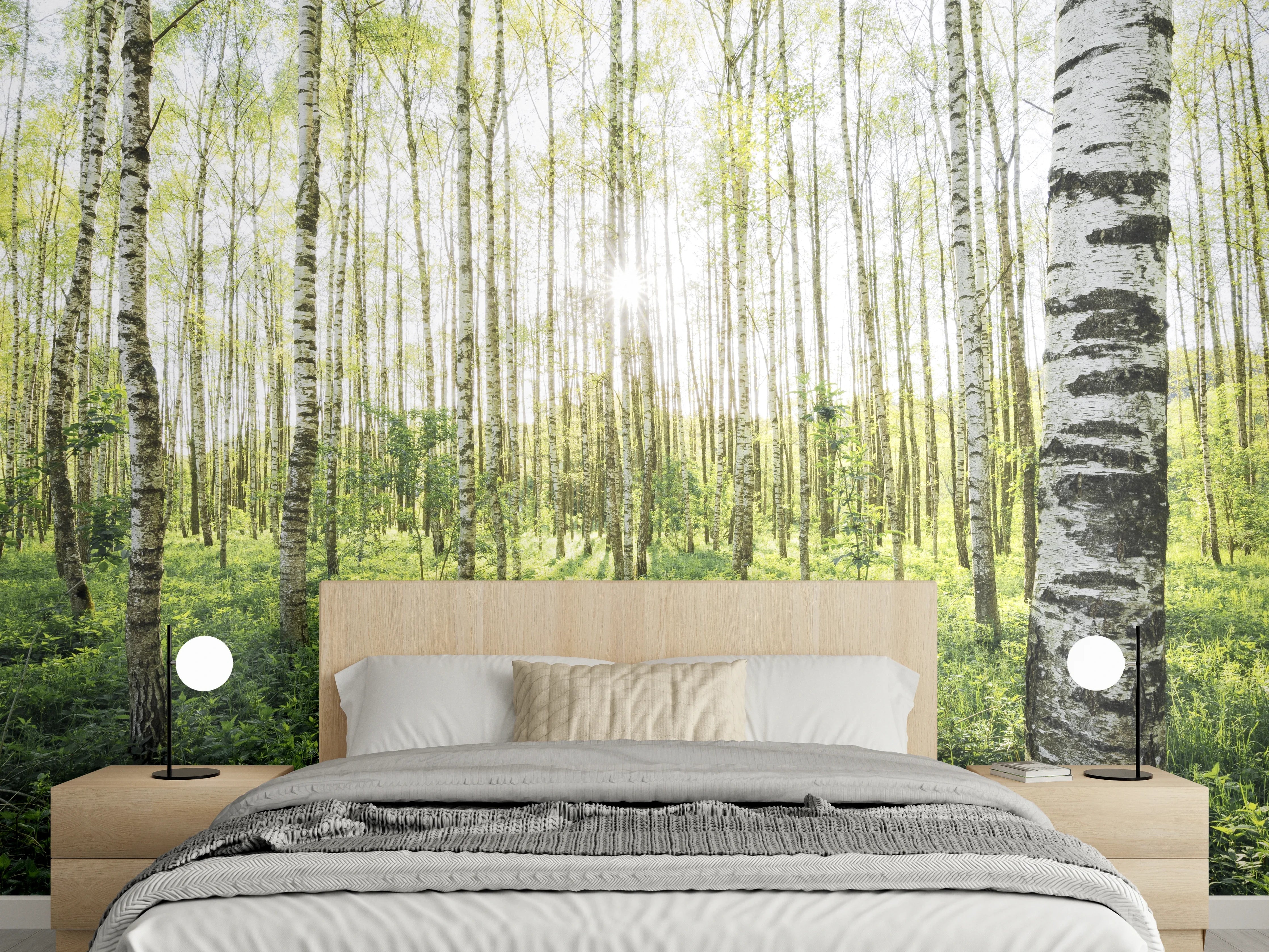 Wandverkleidung Schlafzimmer - Lichtdurchfluteter Birkenwald Fototapete