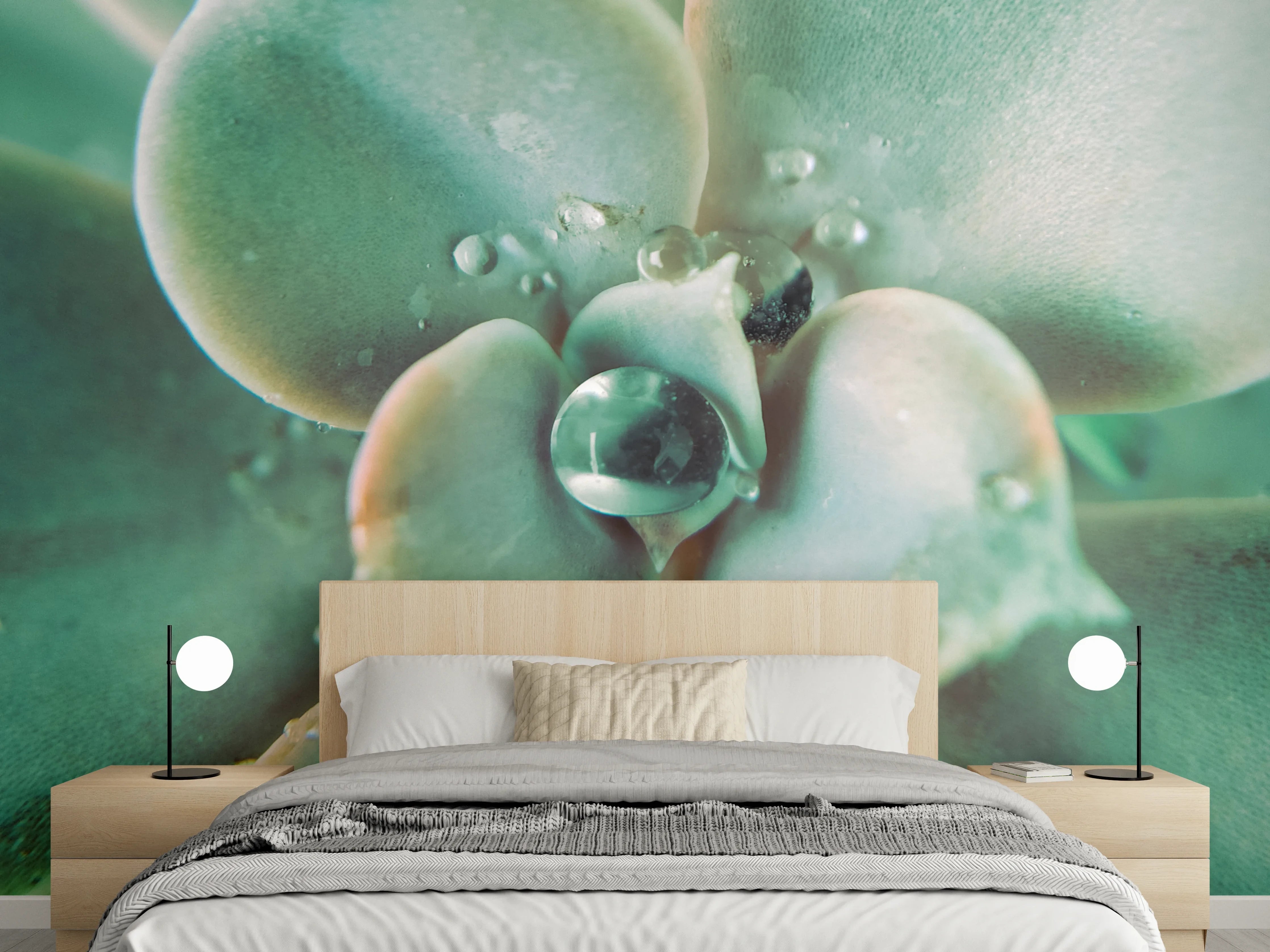 Wandverkleidung Schlafzimmer - Makroaufnahme Sukkulente: Frische Tropfen-Detail