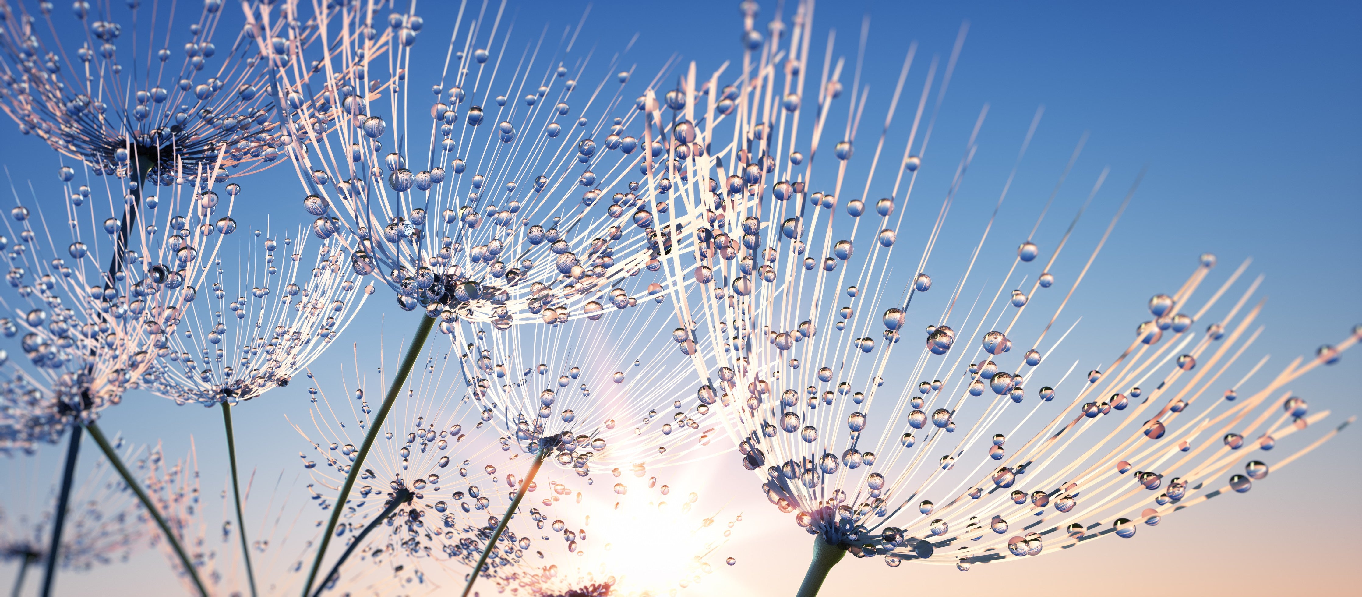 Wandverkleidung Schlafzimmer-Makrofoto Pusteblume Morgentau Blau Himmel