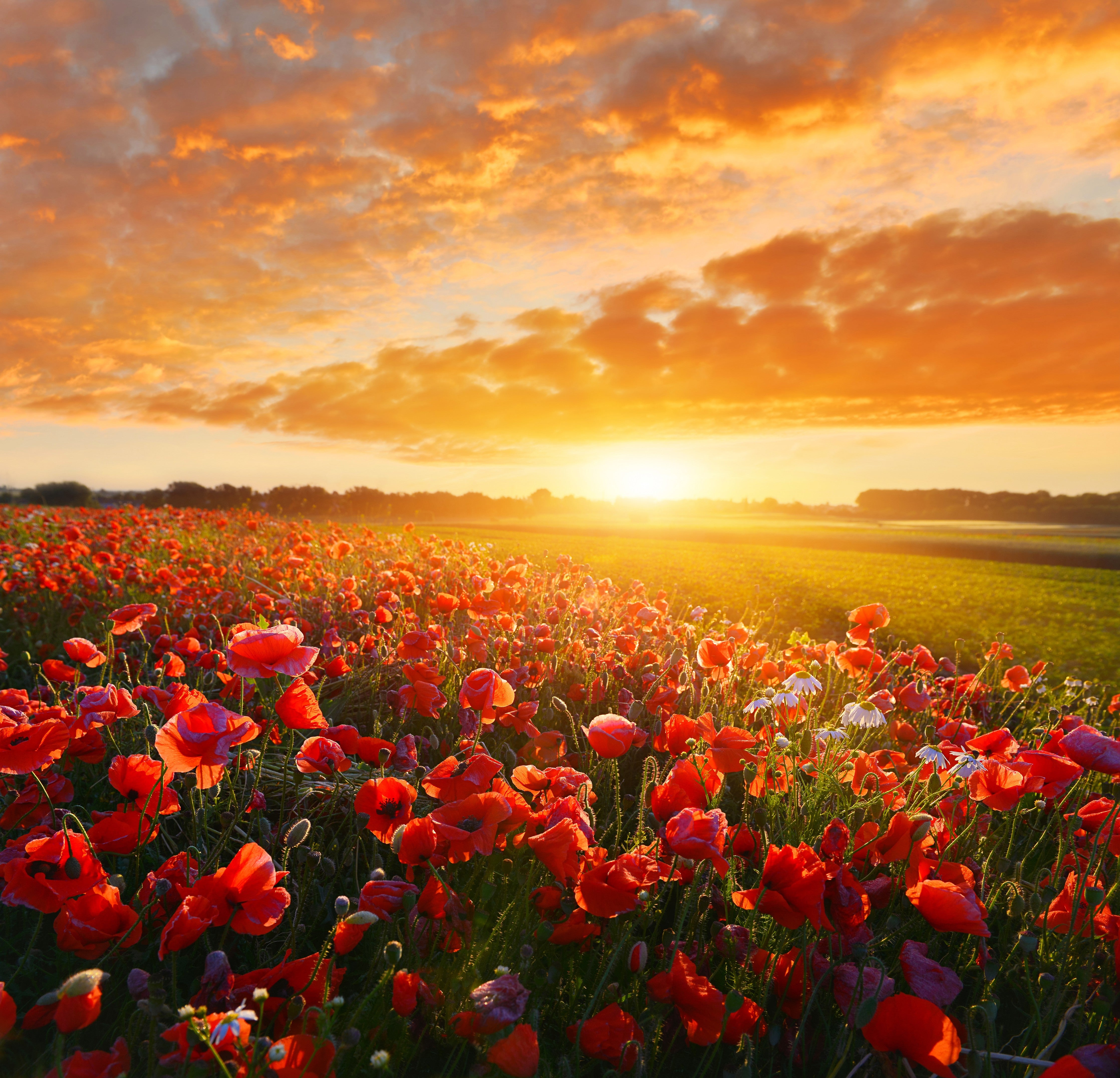 Wandverkleidung Schlafzimmer-Mohnblumenfeld bei Sonnenuntergang Wanddekor