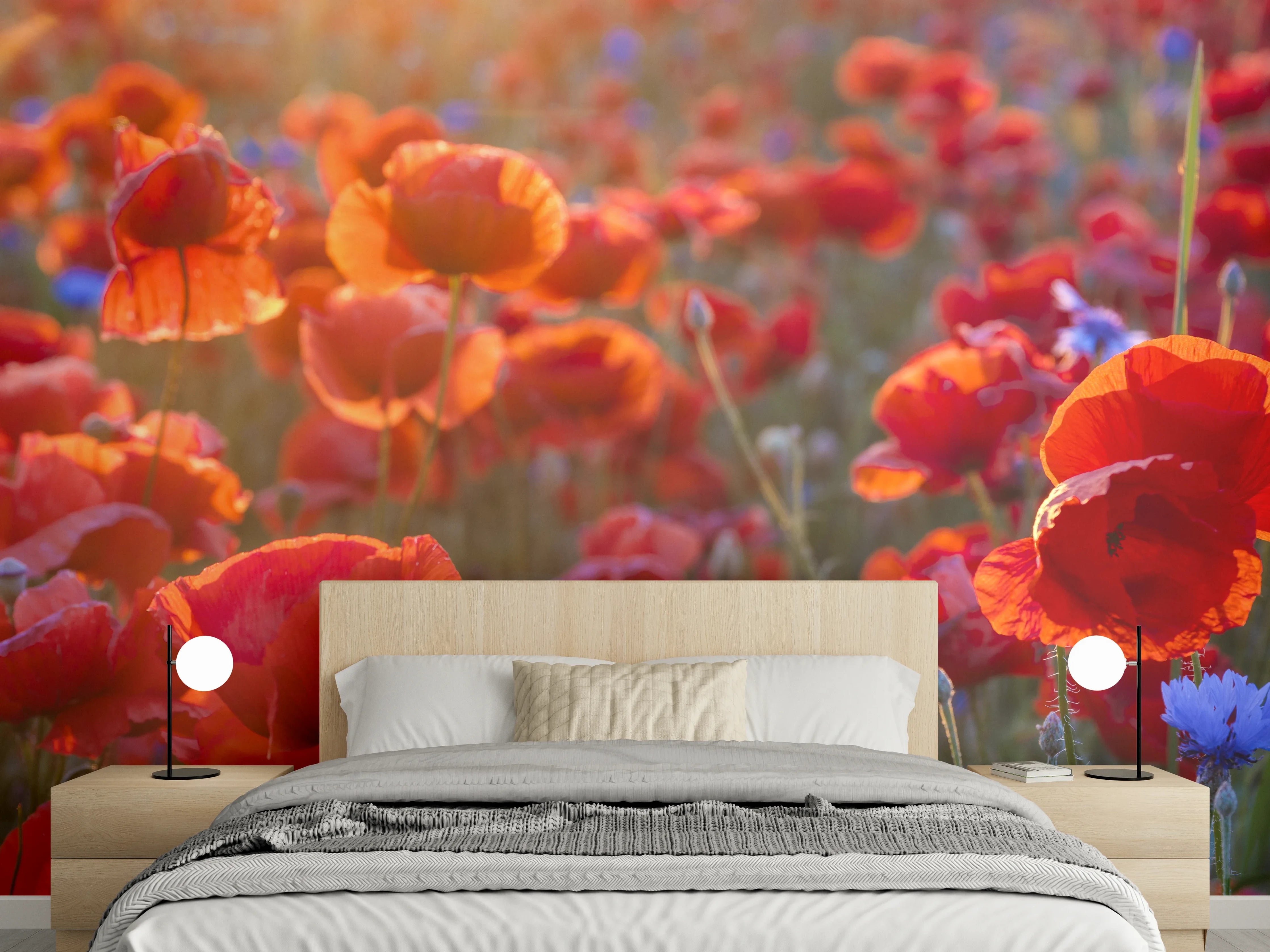 Wandverkleidung Schlafzimmer - Mohnwiese im Licht der untergehenden Sonne