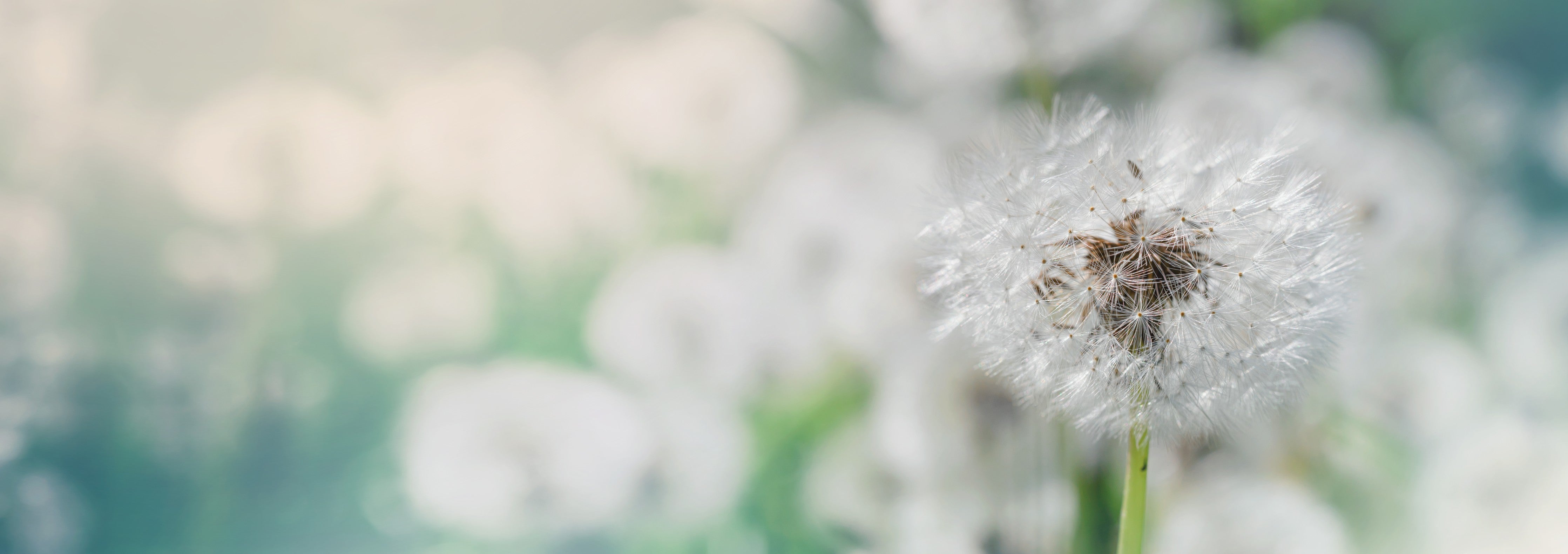 Wandverkleidung Schlafzimmer-Pusteblume in Türkis-Weiß