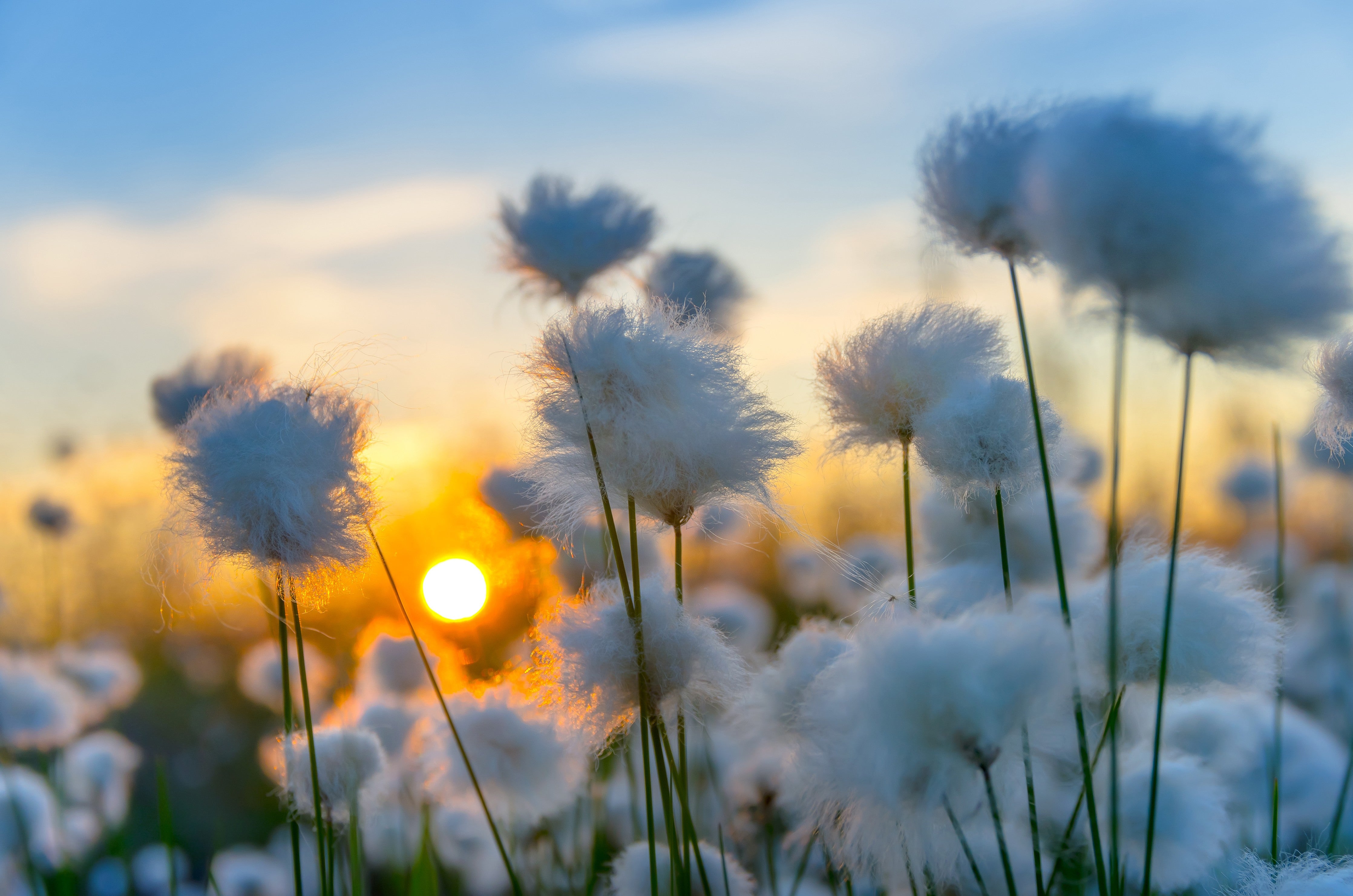 Wandverkleidung Schlafzimmer-Pusteblumen im Sonnenuntergang Feld Landschaft