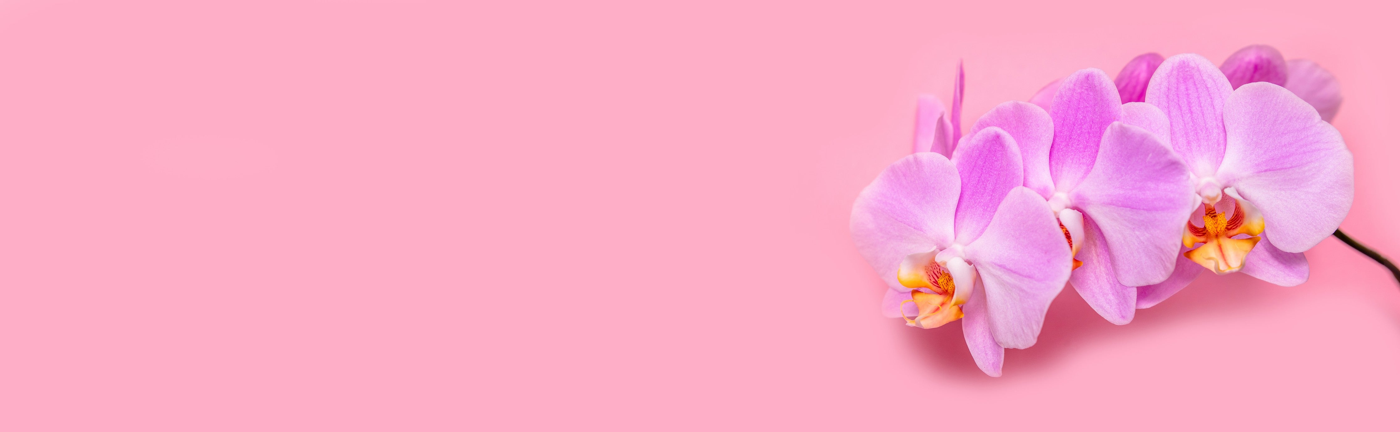 Wandverkleidung Schlafzimmer-Rosa Orchideen auf Pink