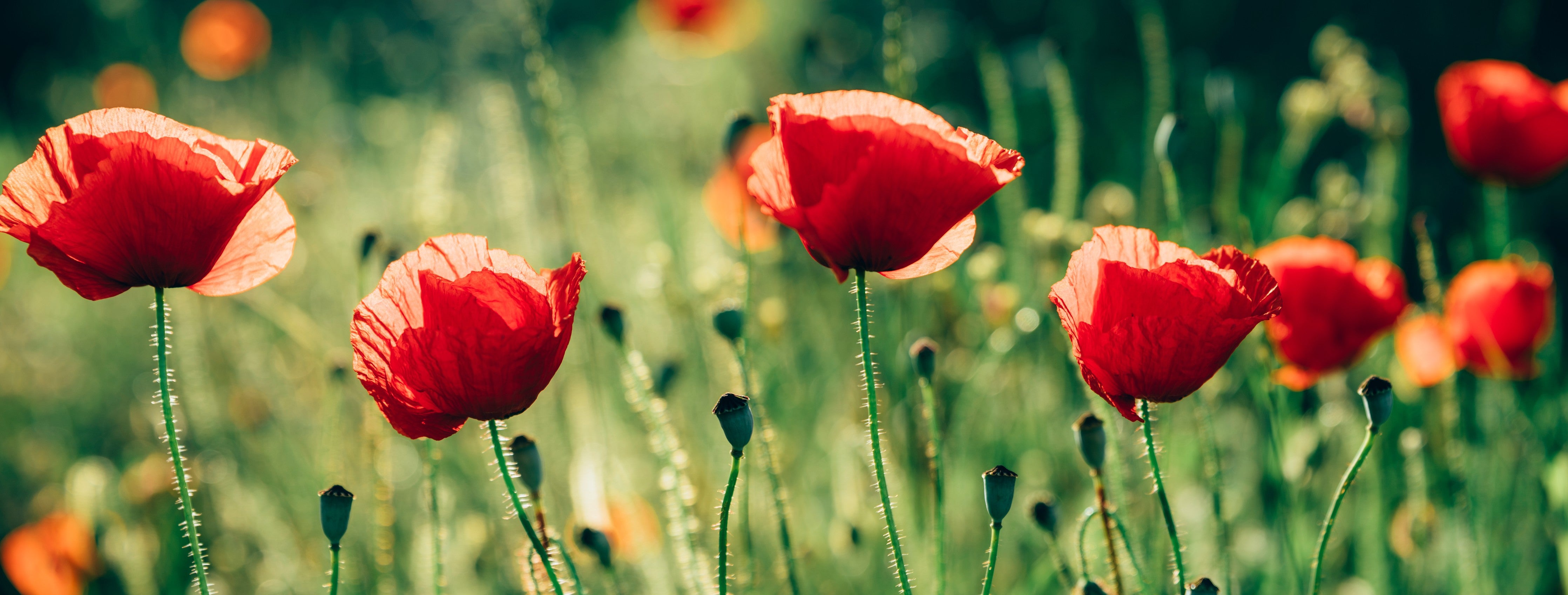 Wandverkleidung Schlafzimmer-Rote Mohnblumen Sommerwiese