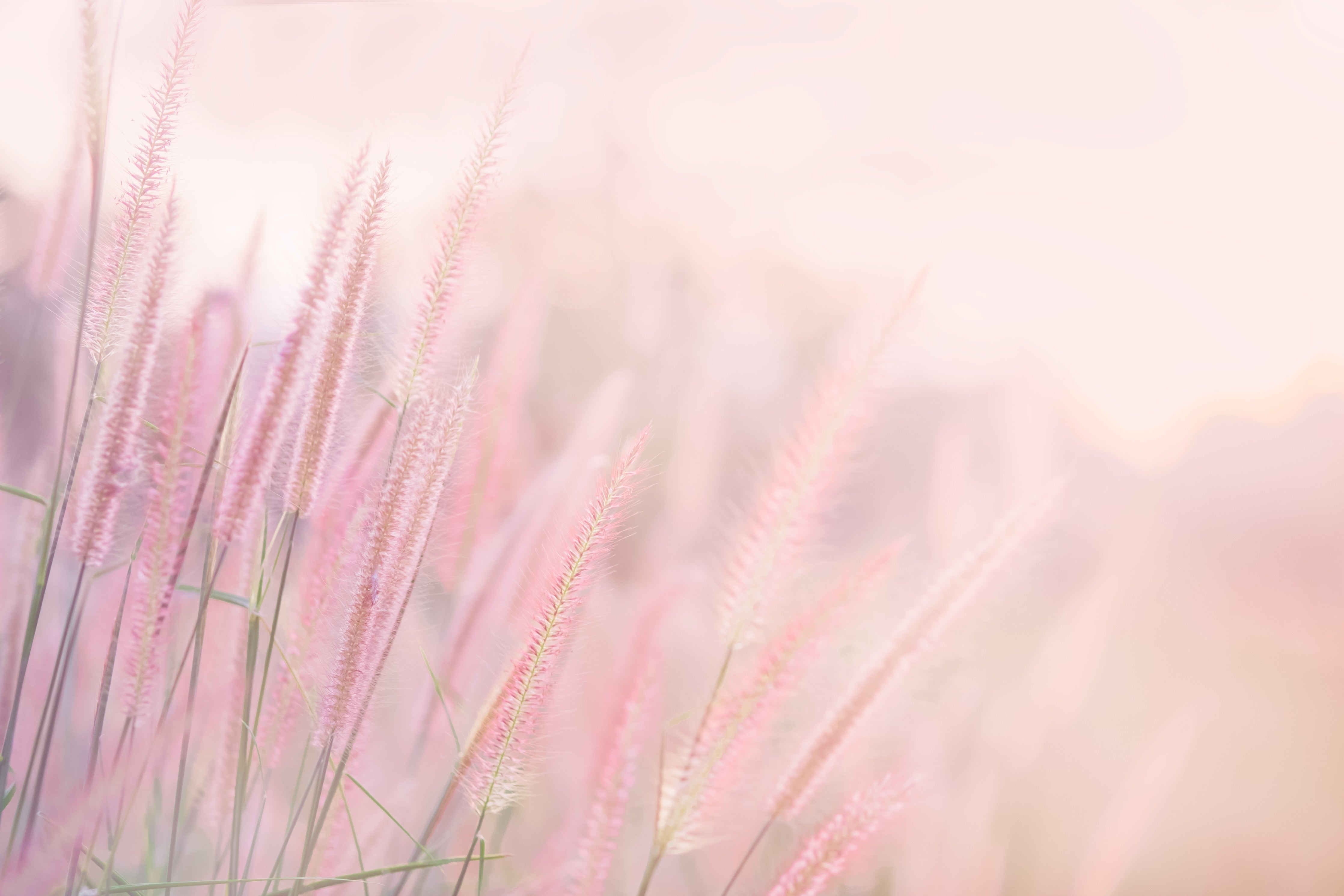 Wandverkleidung Schlafzimmer-Sanfte rosa Gräser im Sonnenlicht