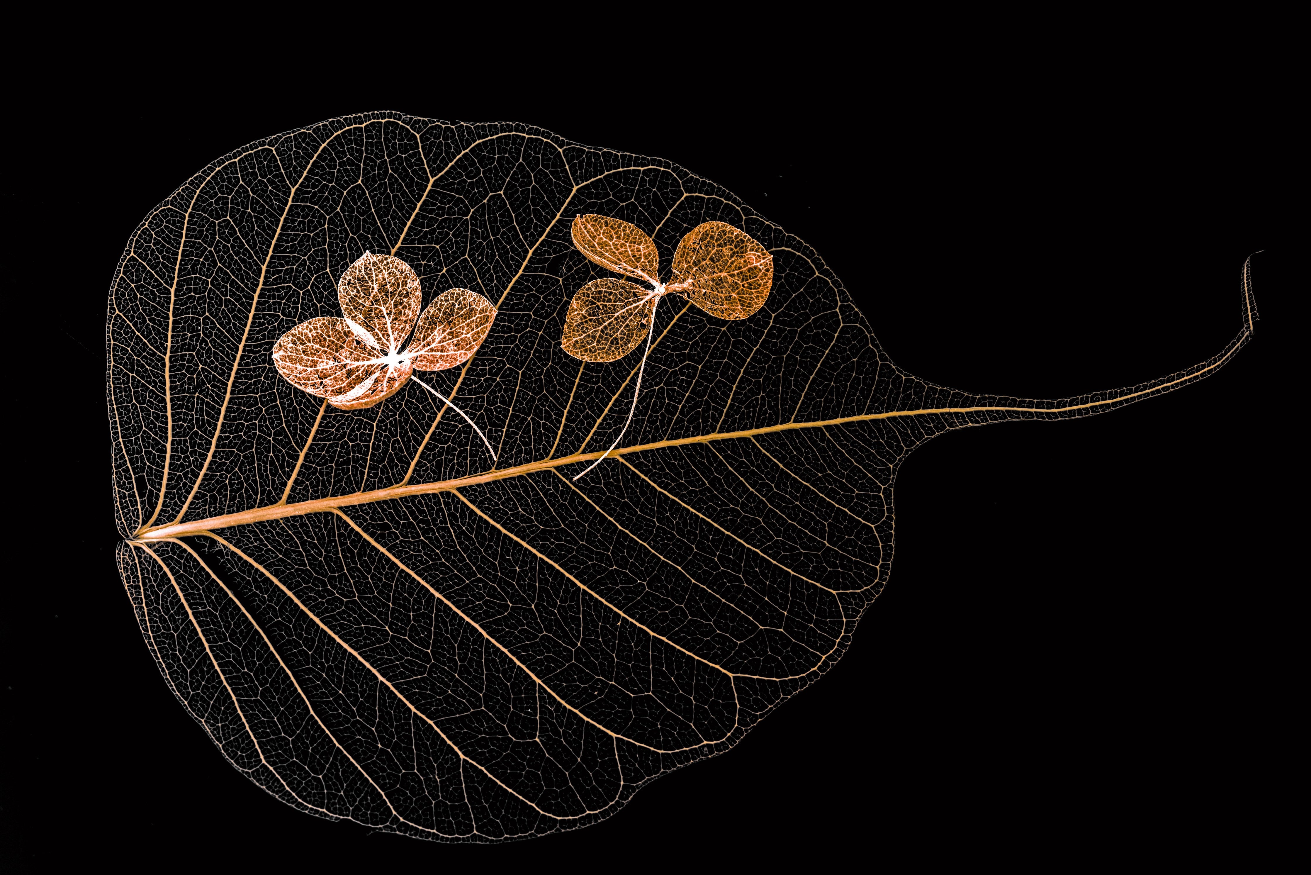 Wandverkleidung Schlafzimmer-Skelettblatt mit Blüte auf Schwarz
