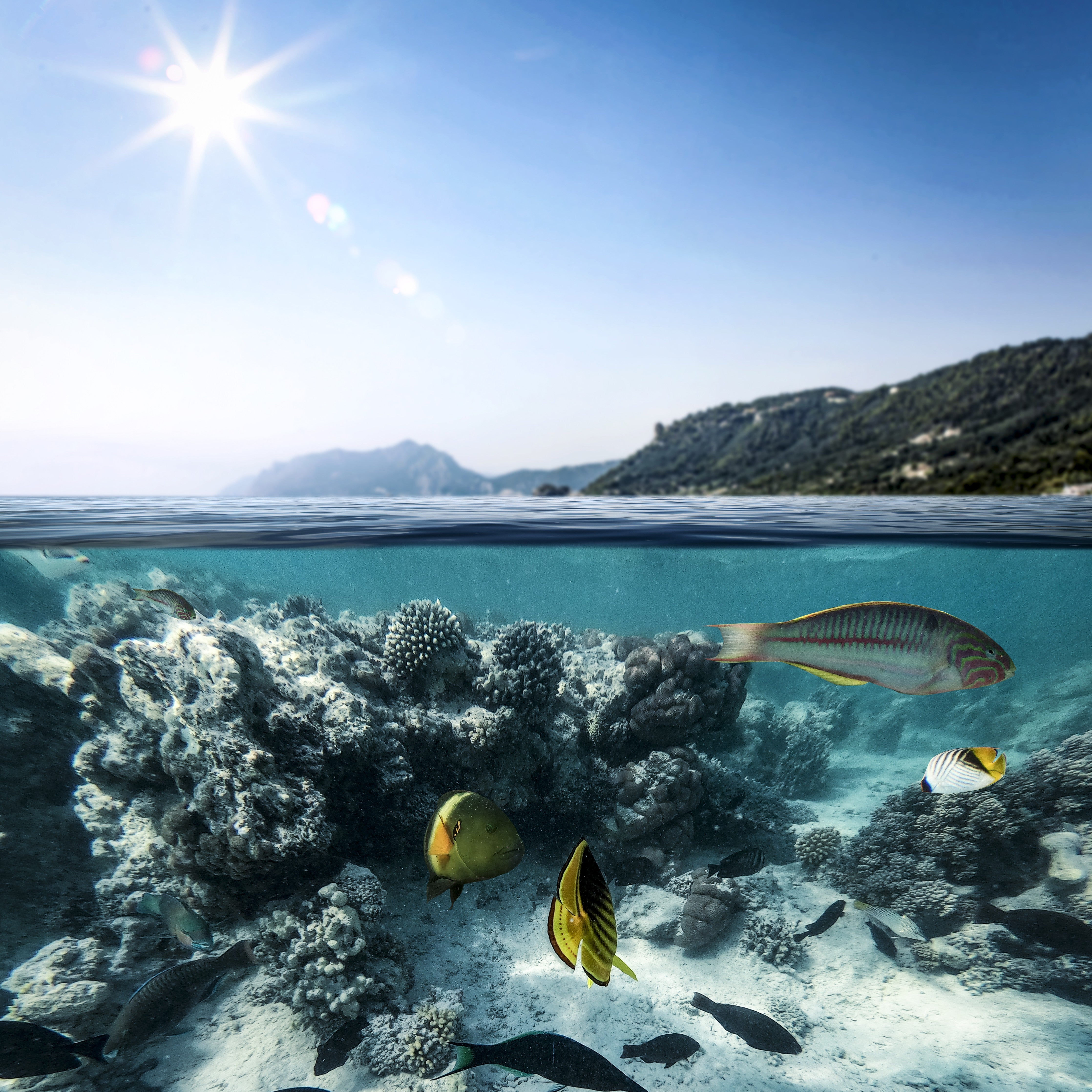 Wandverkleidung Schlafzimmer-Sonnenmeer – Korallenriff und Fischwelt