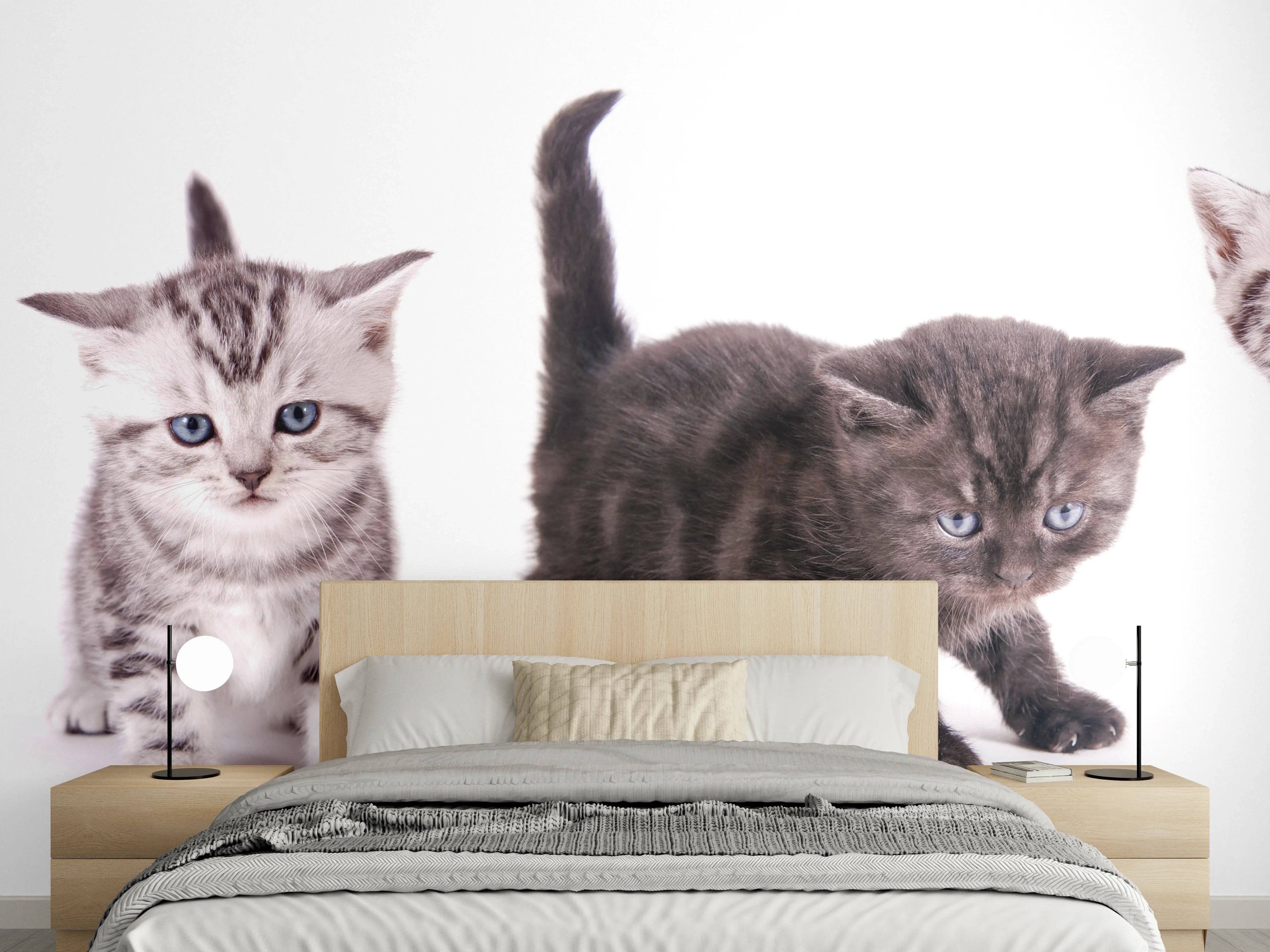 Wandverkleidung Schlafzimmer - Süße Britisch Kurzhaar Kätzchen