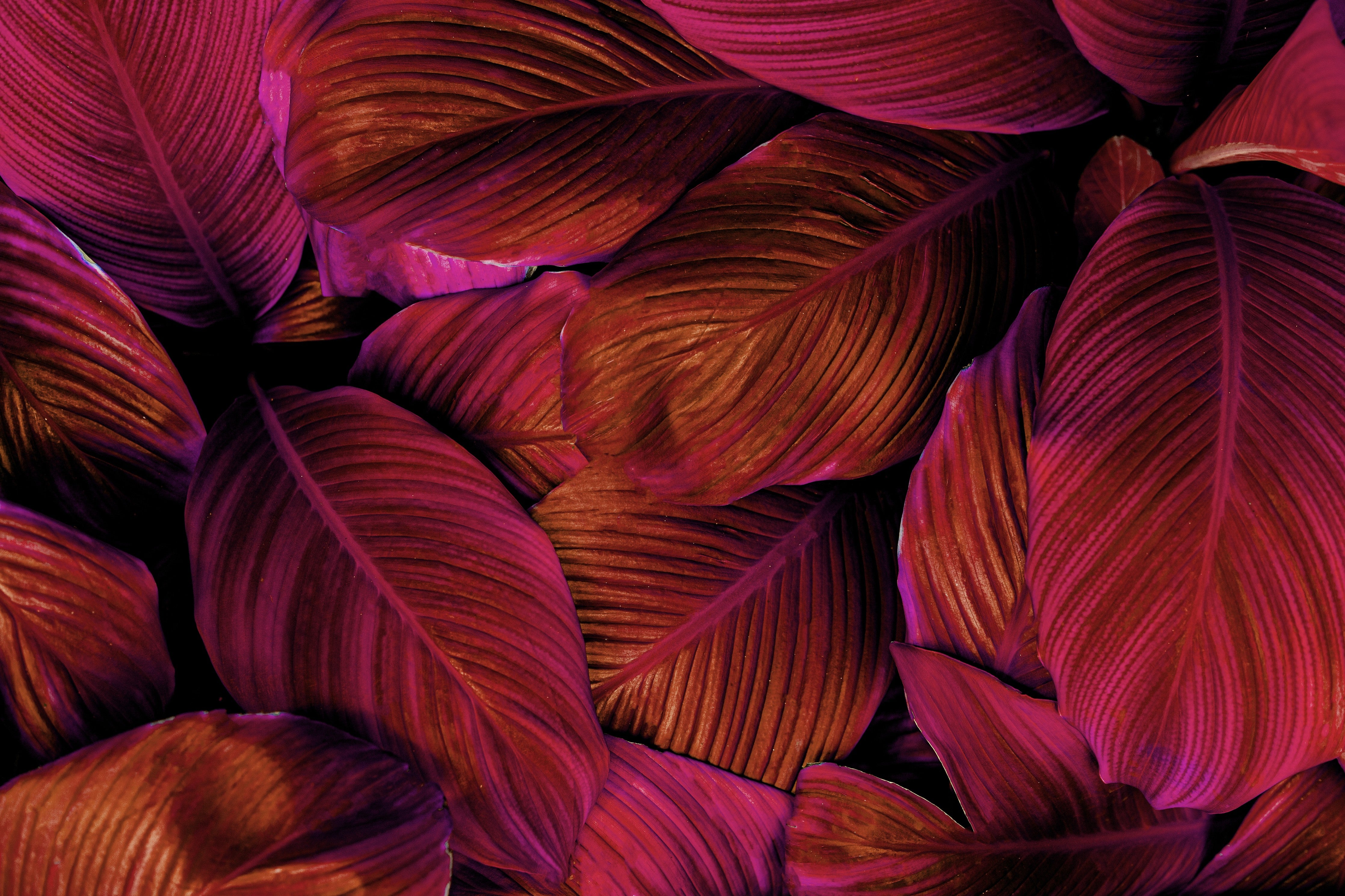Wandverkleidung Schlafzimmer-Tropische Blätter in Magenta-Pink