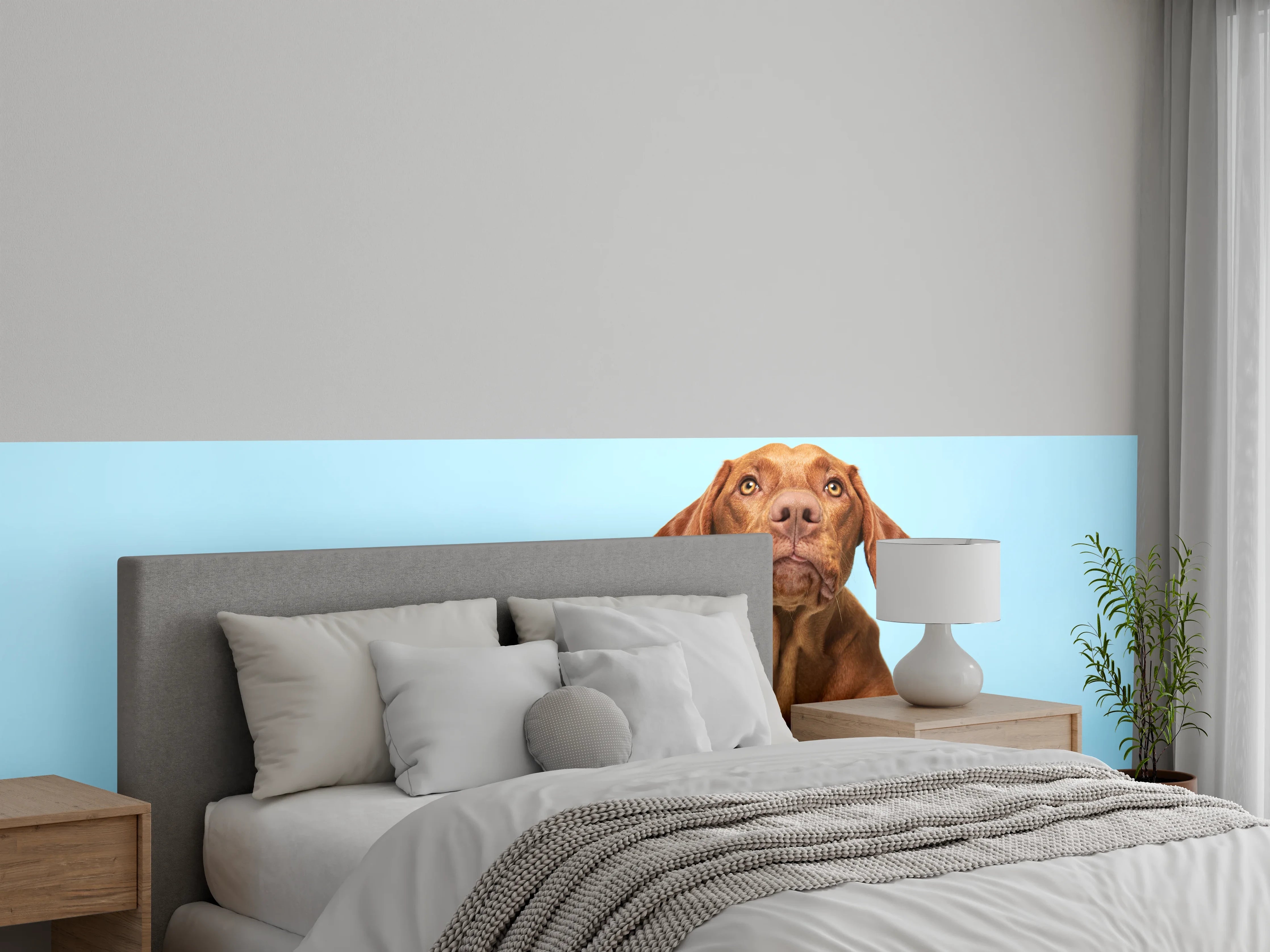 Wandverkleidung Schlafzimmer - Ungarischer Vizsla-Welpe Portrait