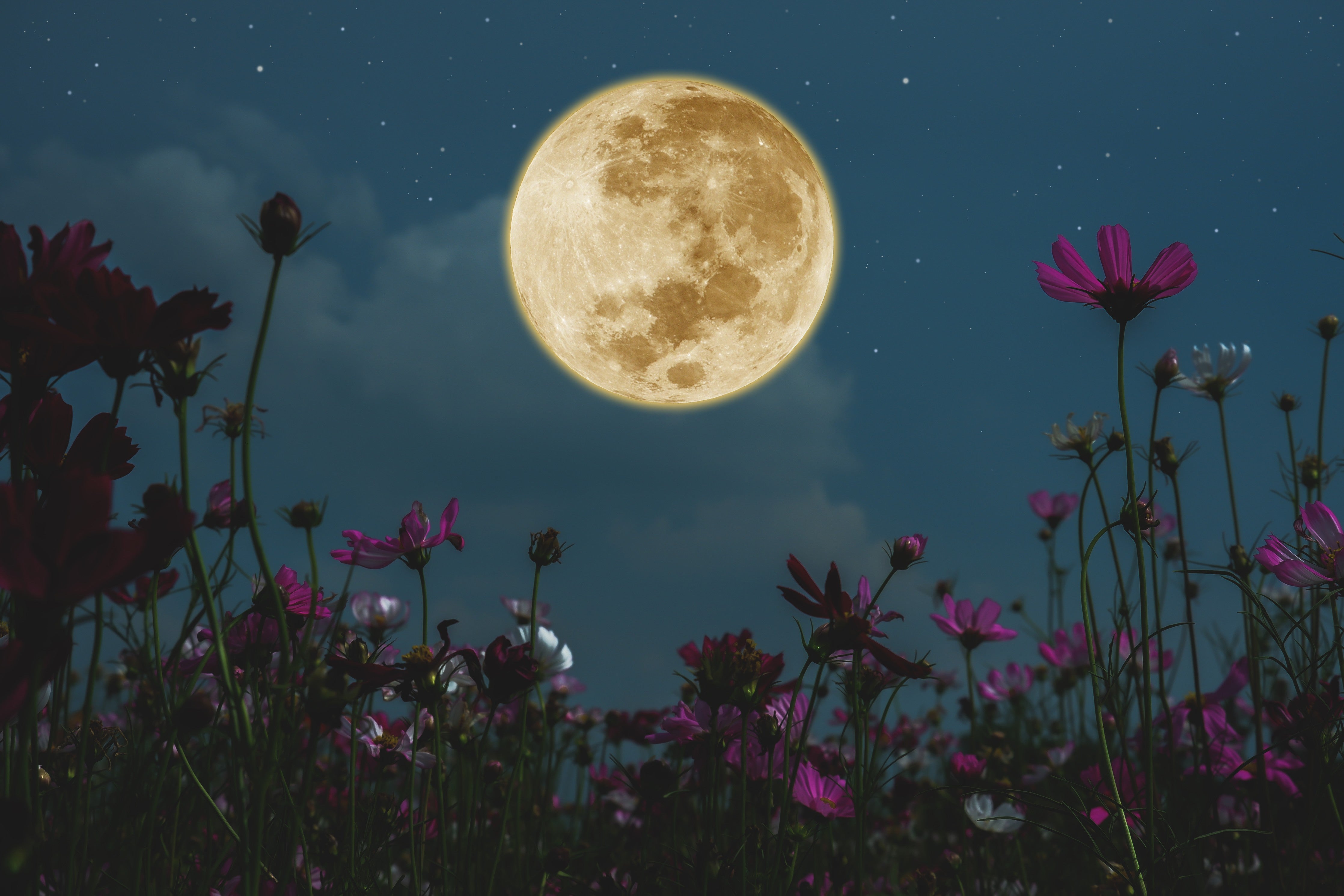 Wandverkleidung Schlafzimmer-Vollmond über blühender Blumenwiese