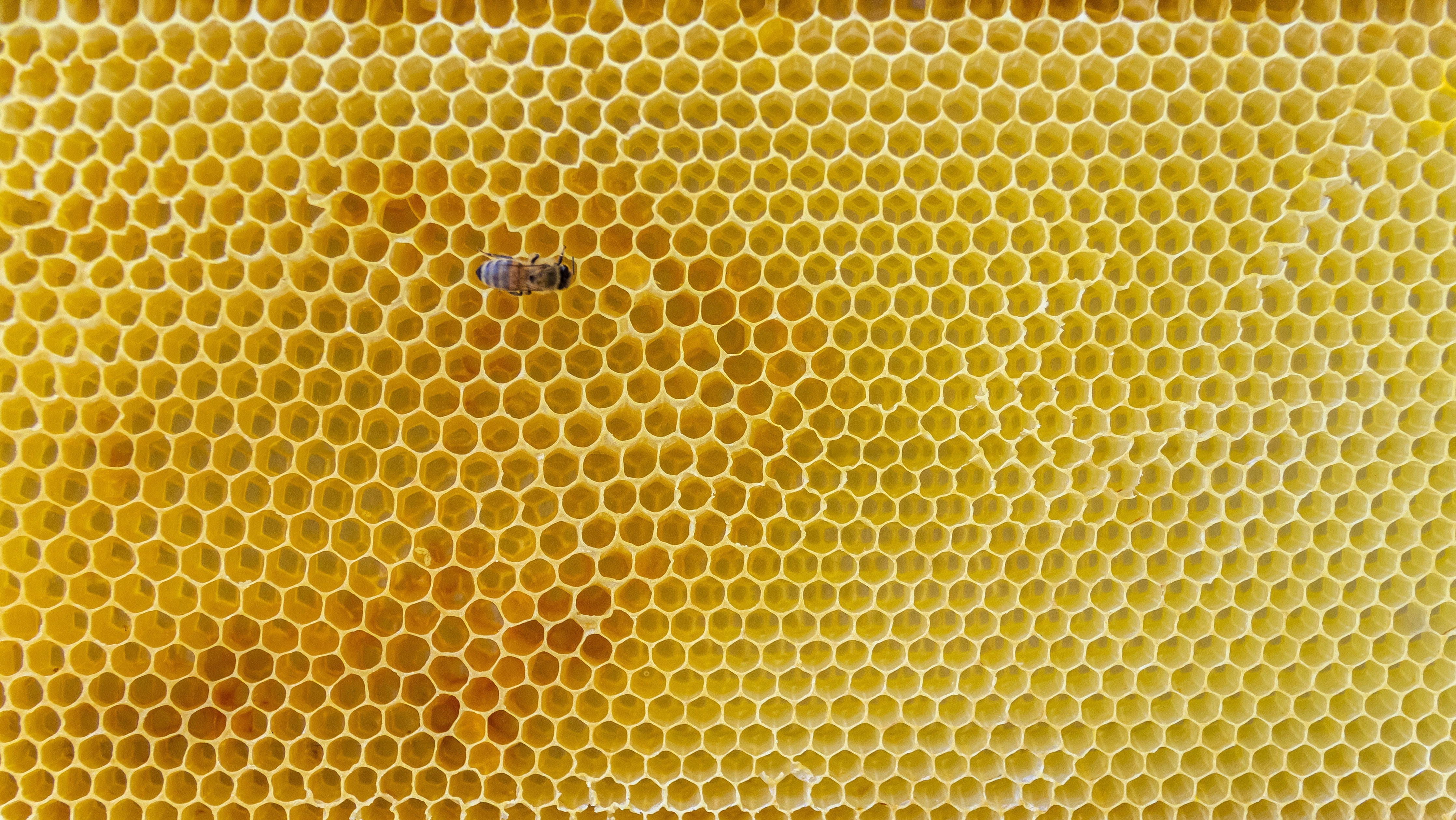 Wandverkleidung Schlafzimmer-Wabenstruktur mit Biene – Natur pur