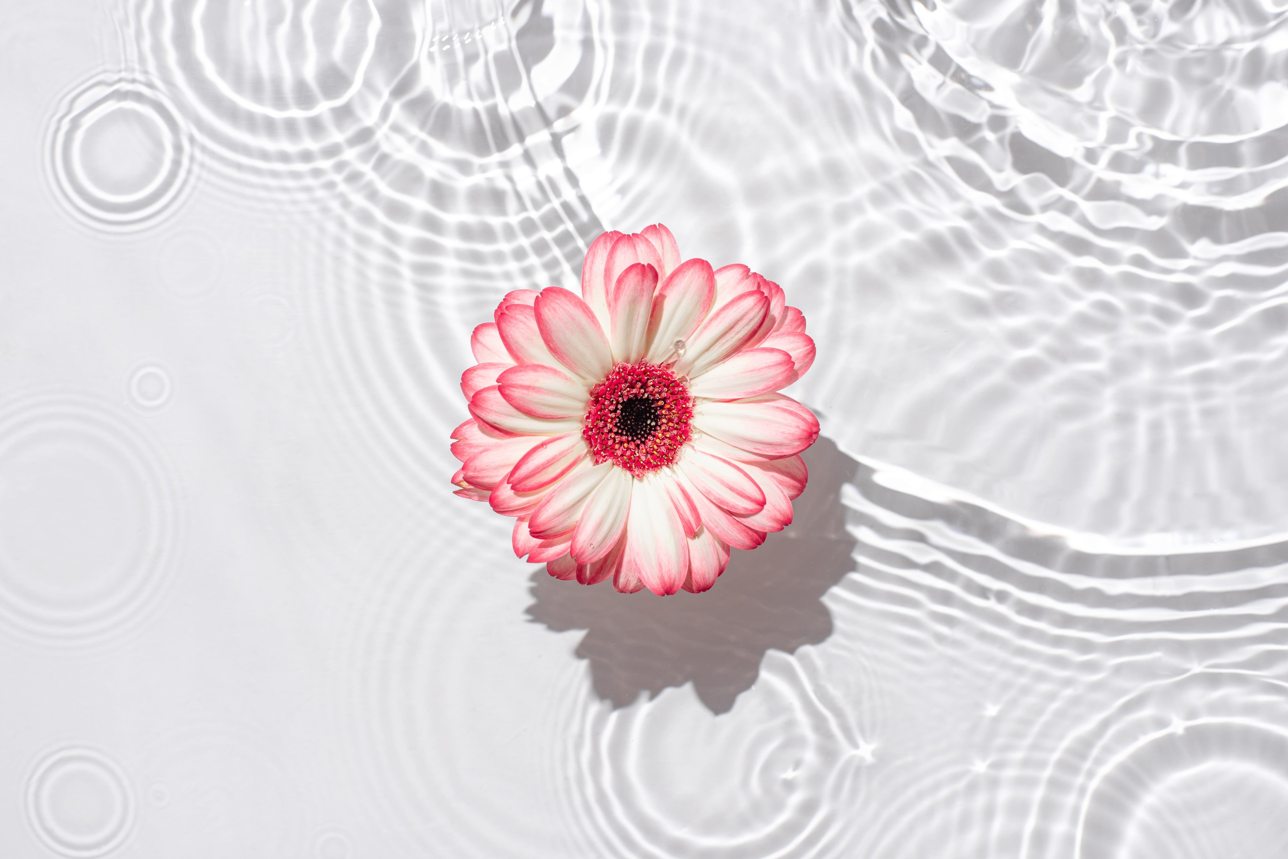 Wandverkleidung Schlafzimmer-Weiße Wasserblume in Rosa