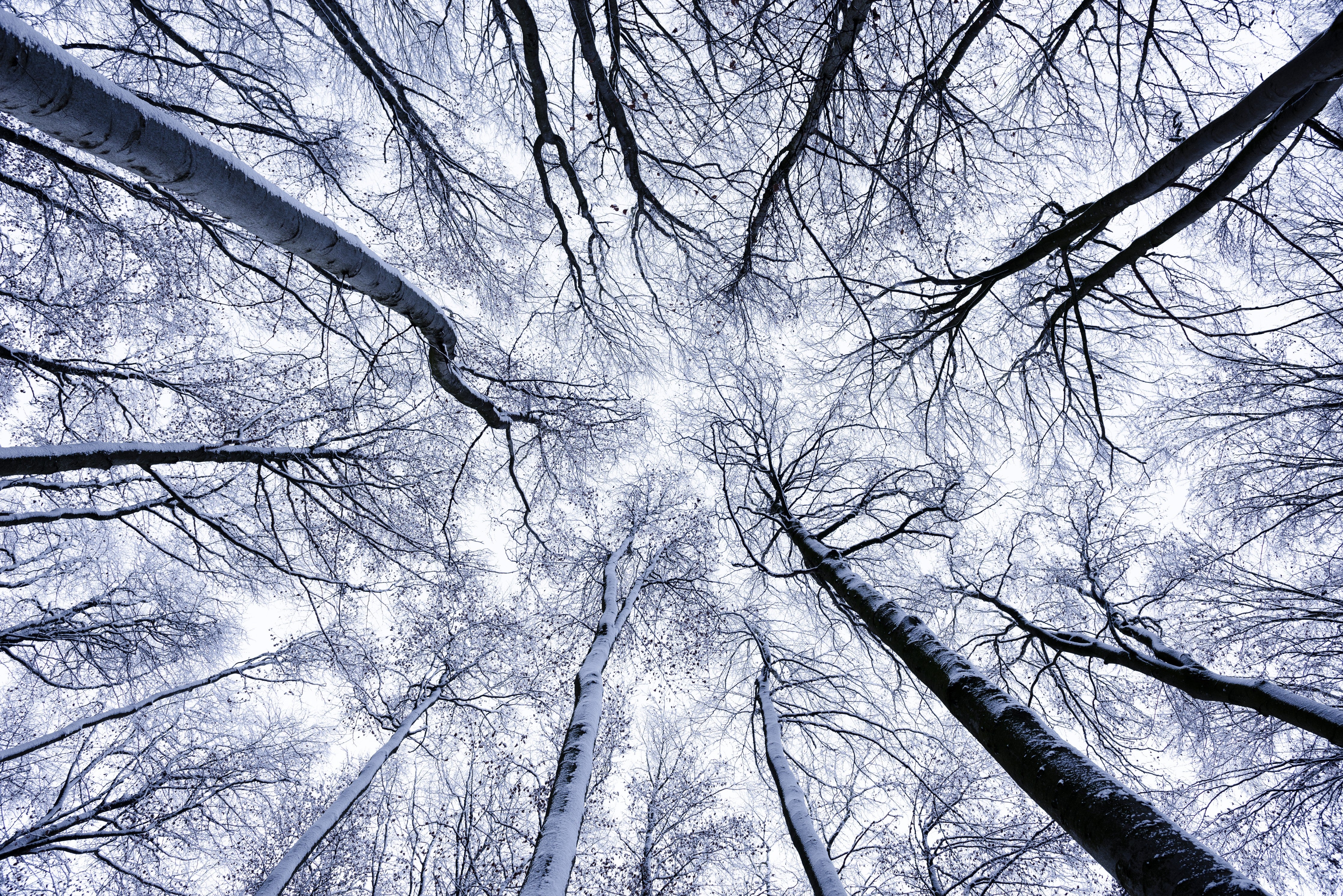 Wandverkleidung Schlafzimmer-Winterlicher Waldblick nach oben – Weiß & Schwarz