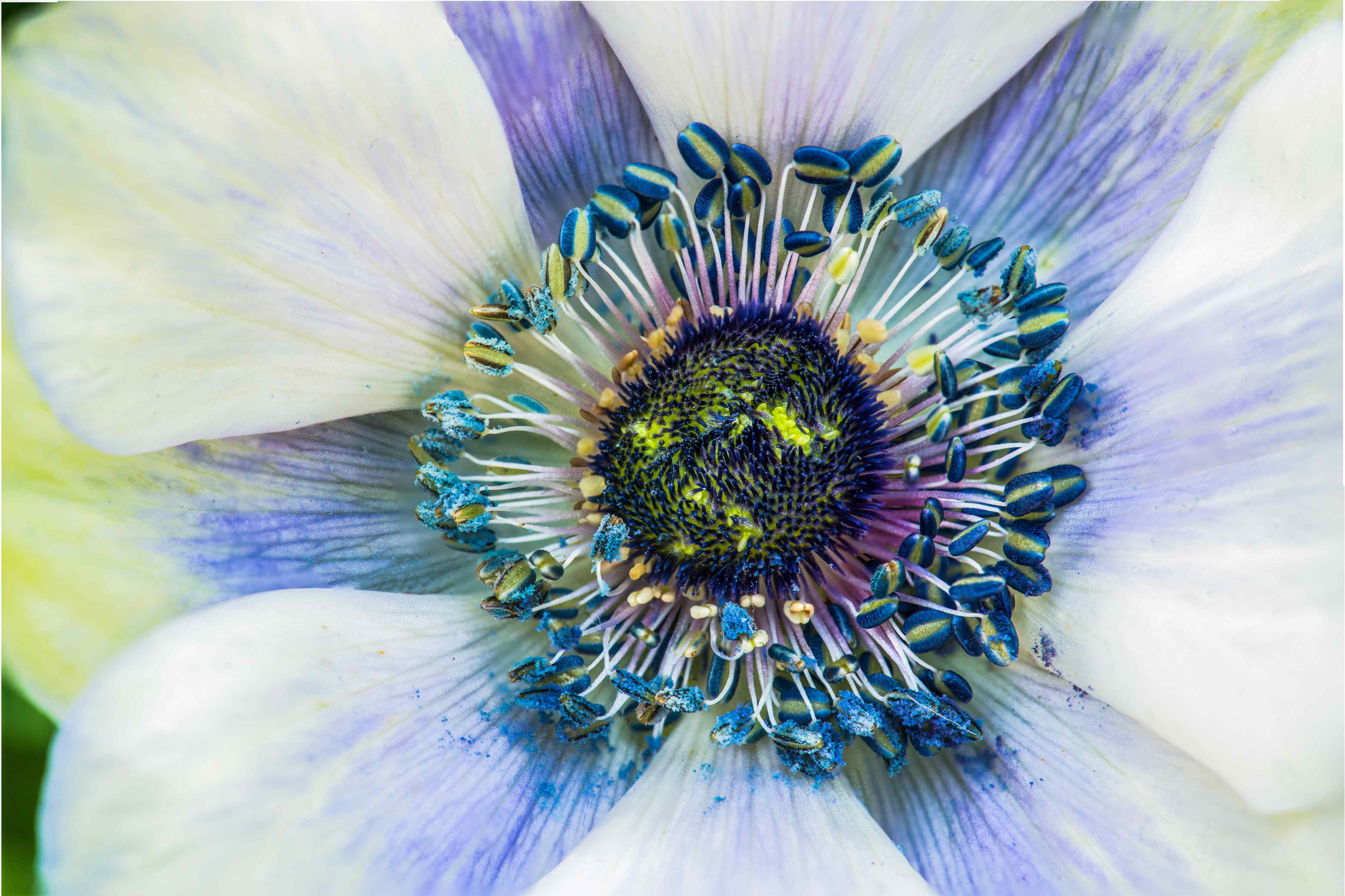 Wandverkleidung Wohnzimmer- hübsche aufblühende Blume