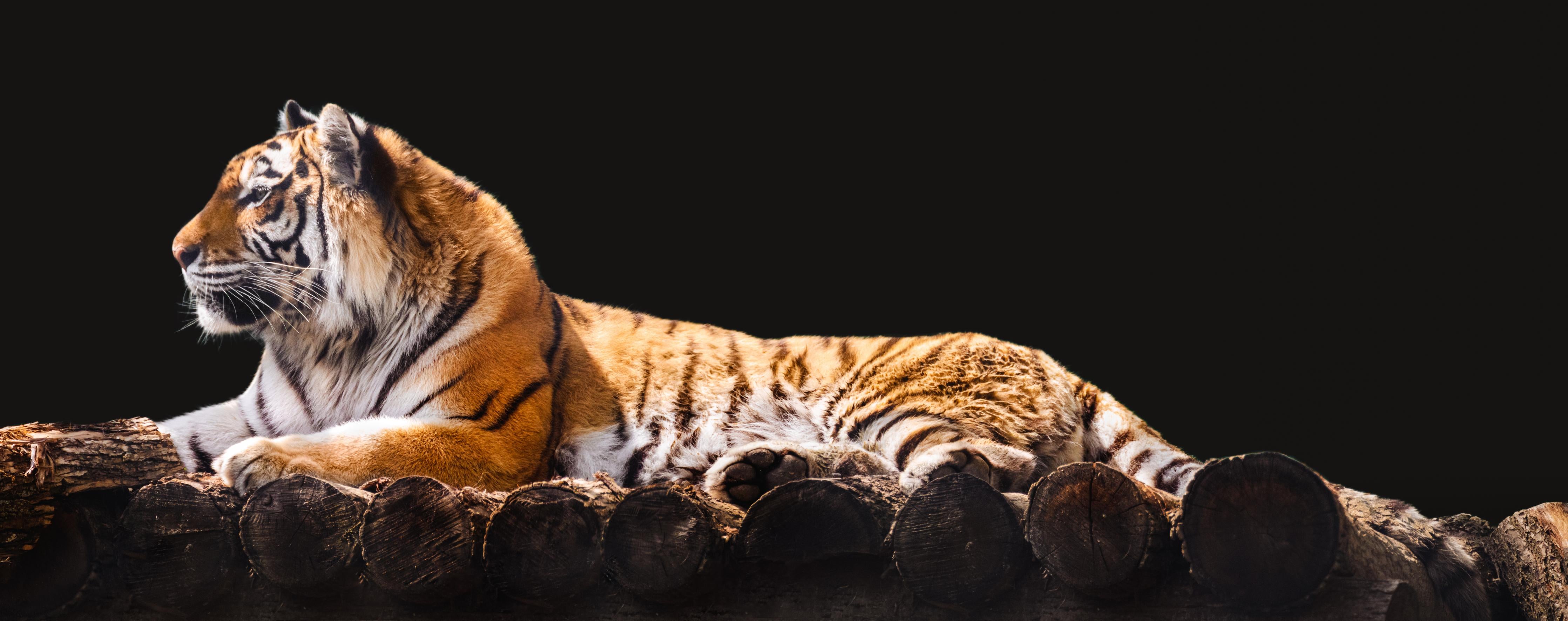 Wandverkleidung Wohnzimmer-Amurtiger liegend auf Holzdeck mit Schwarzem Hintergrund