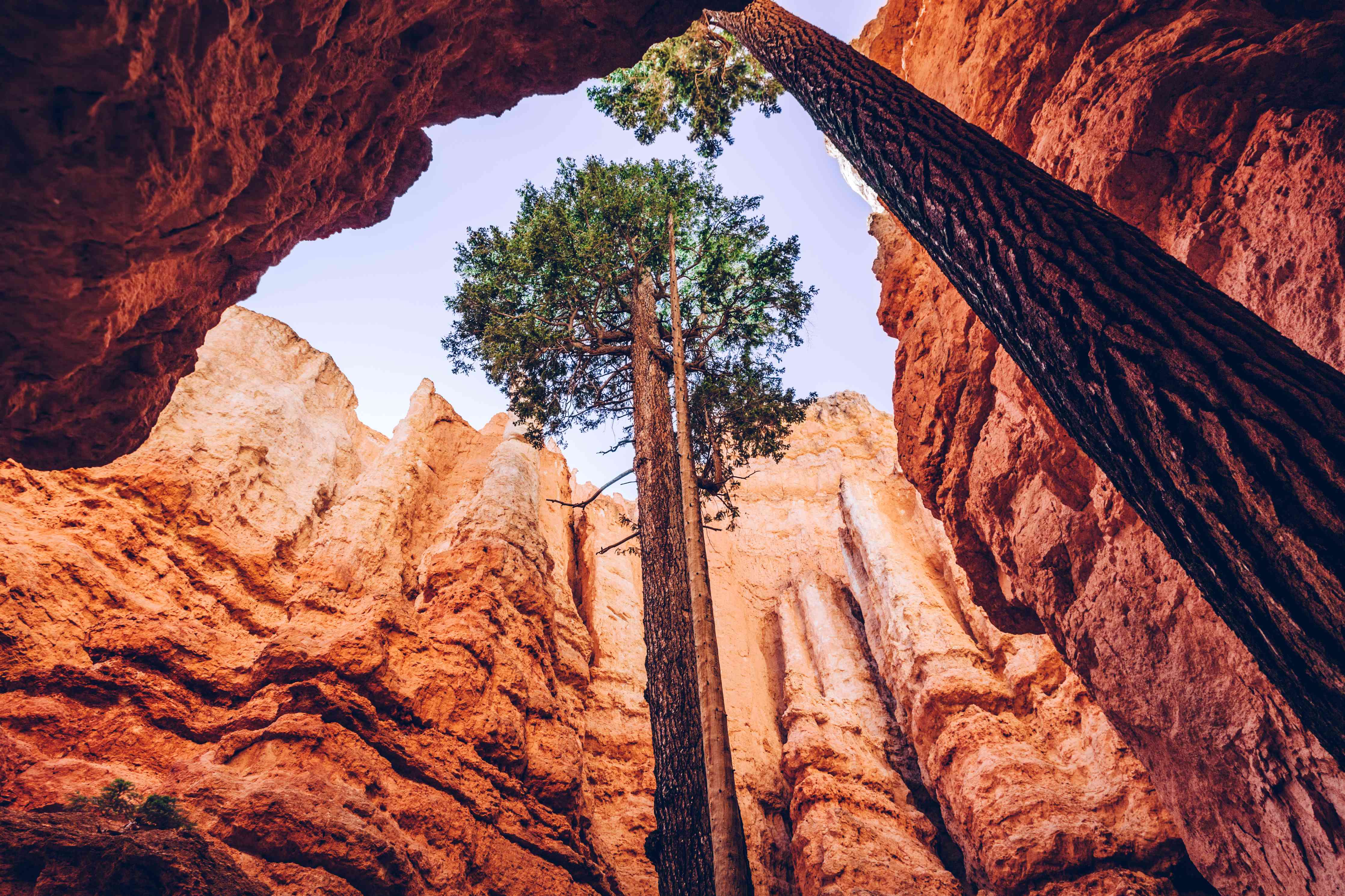 Wandverkleidung Wohnzimmer-Bahnbrechende Naturaufnahme eines Baums in einer roten Canyonlandschaft