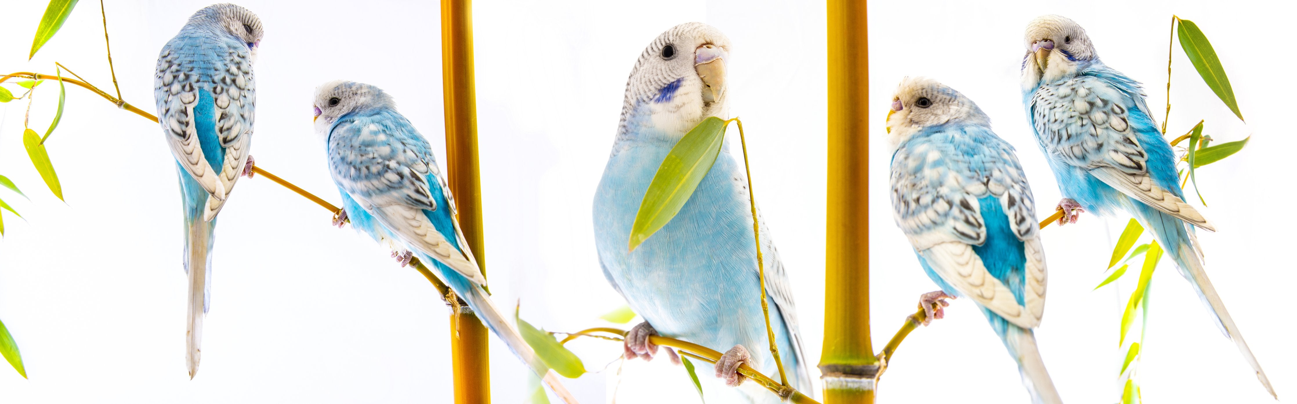Wandverkleidung Wohnzimmer-Blaue gewellte Papageien auf weißem Hintergrund