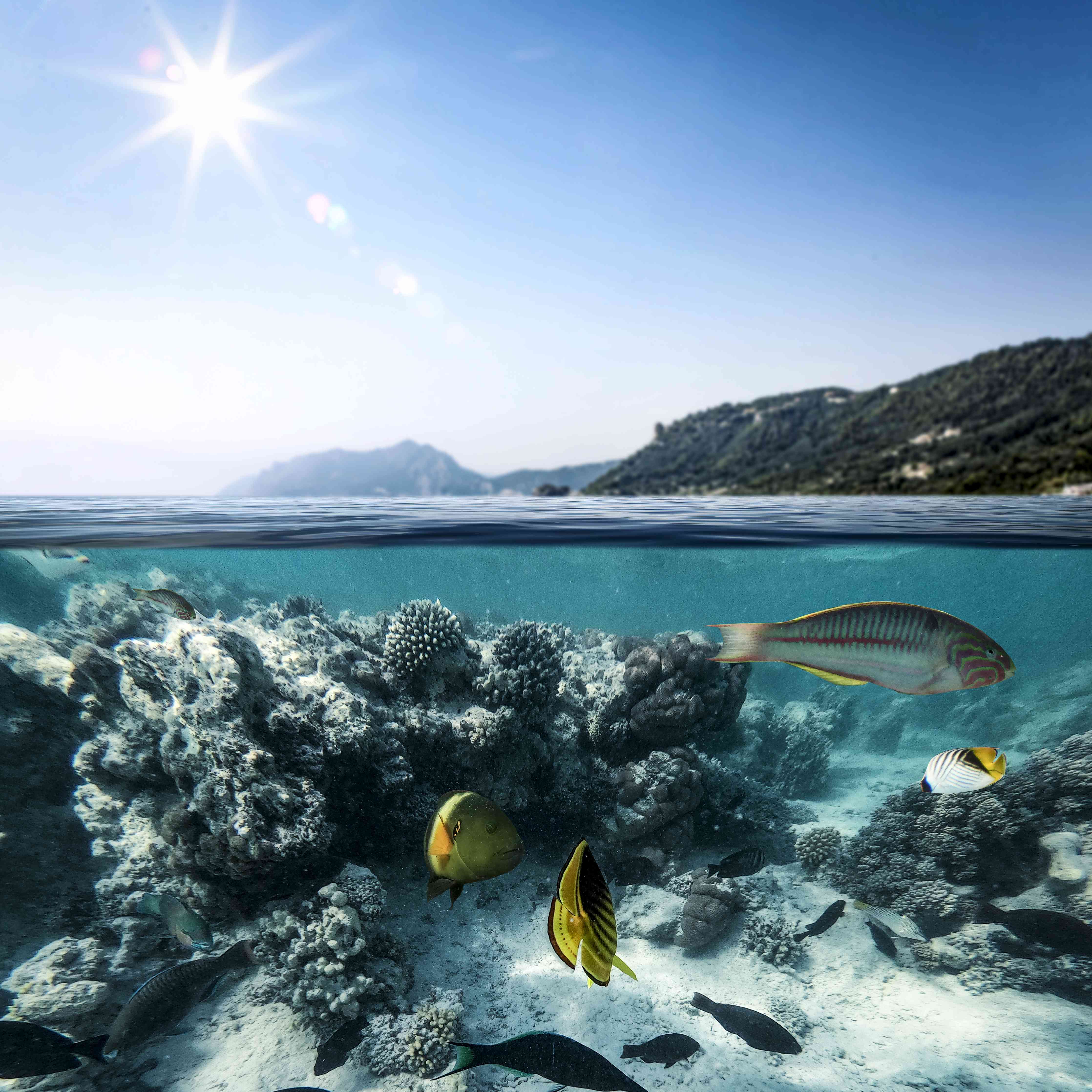 Wandverkleidung Wohnzimmer-Blaues Meer mit bunten Fischen und Korallen