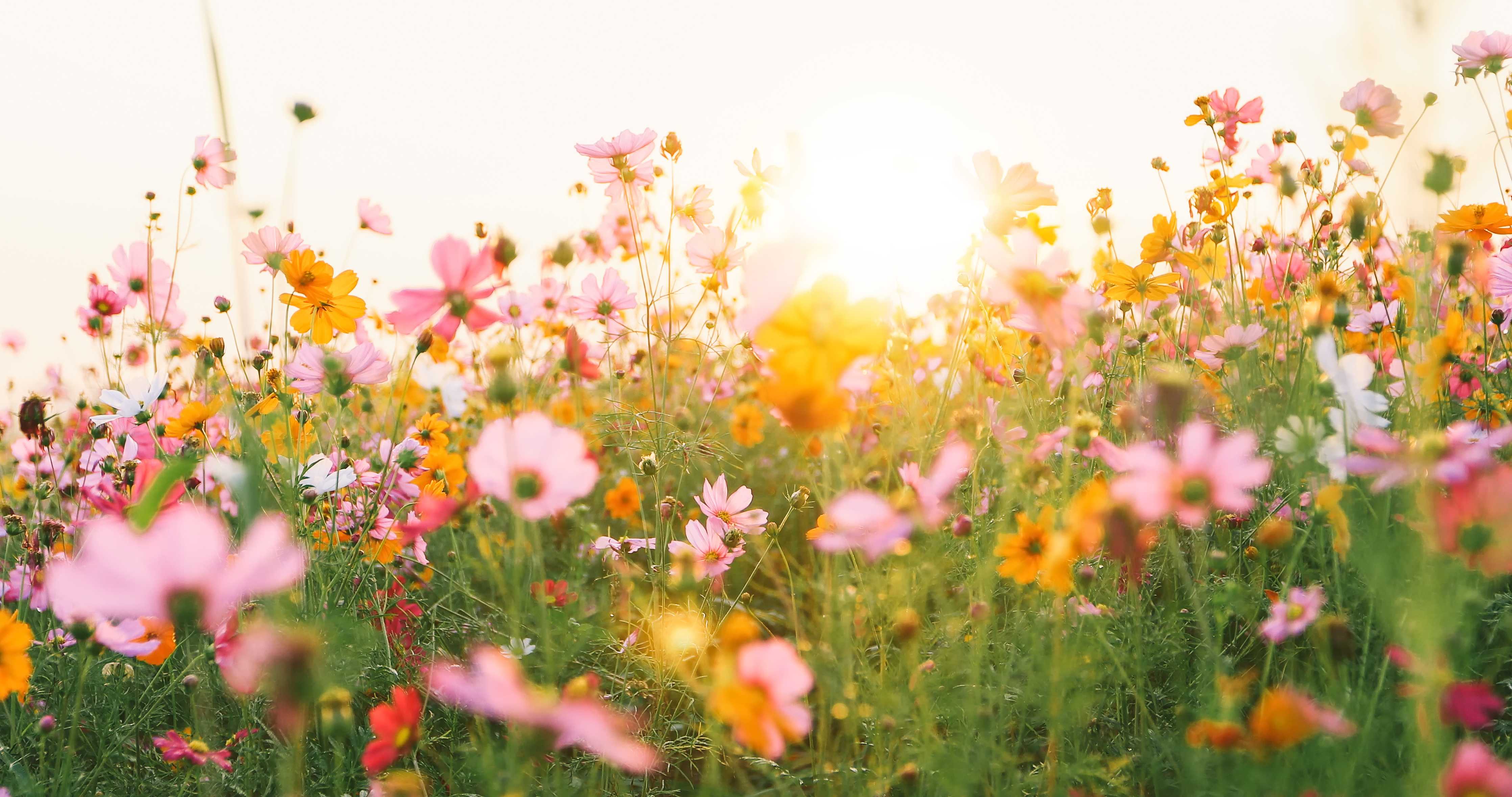 Wandverkleidung Wohnzimmer-Blumenwiese bei Sonnenaufgang