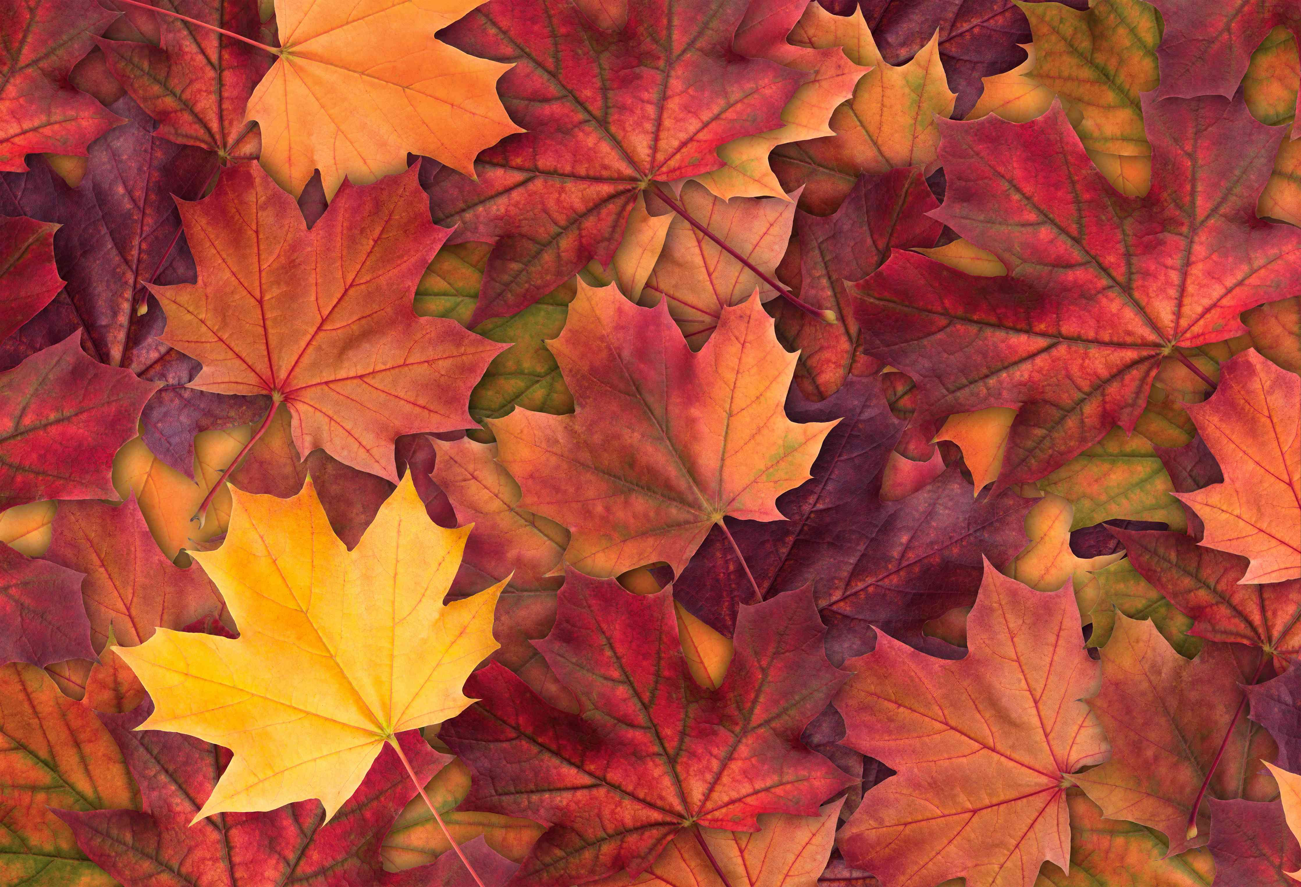 Wandverkleidung Wohnzimmer-Bunte Herbst Ahornbaum Blätter