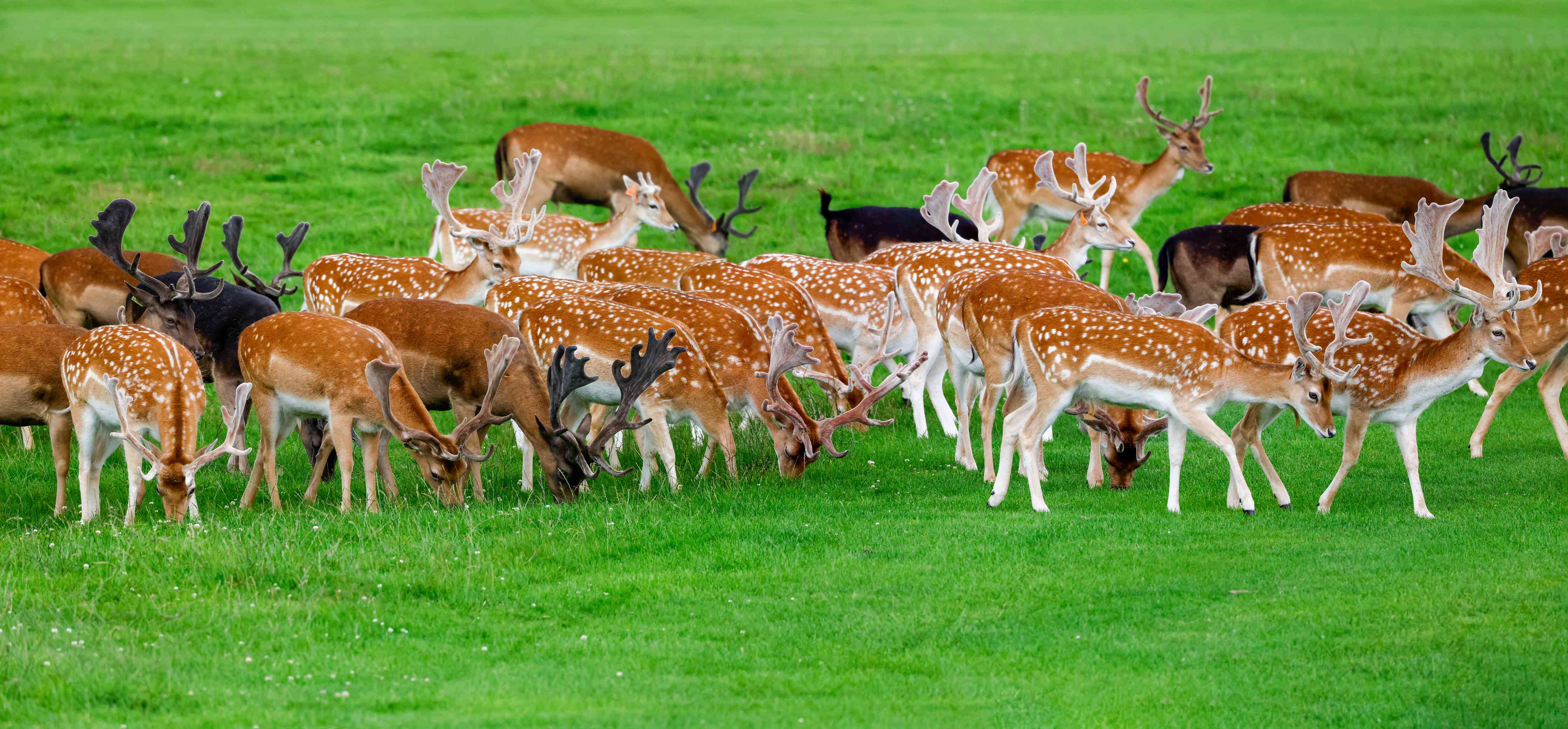 Wandverkleidung Wohnzimmer-Damwild-Herde auf grüner Wiese