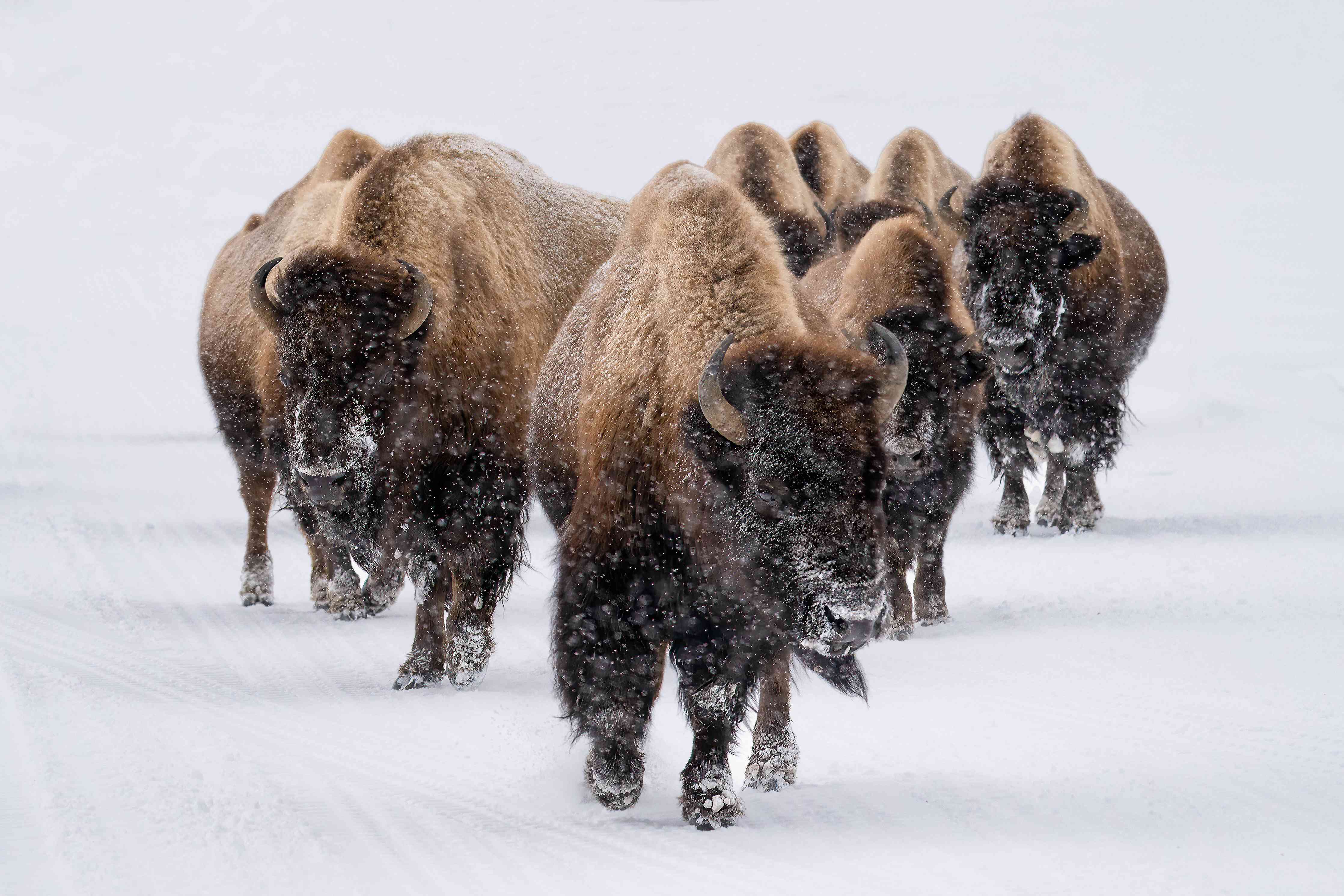 Wandverkleidung Wohnzimmer-Eine Bison Herde