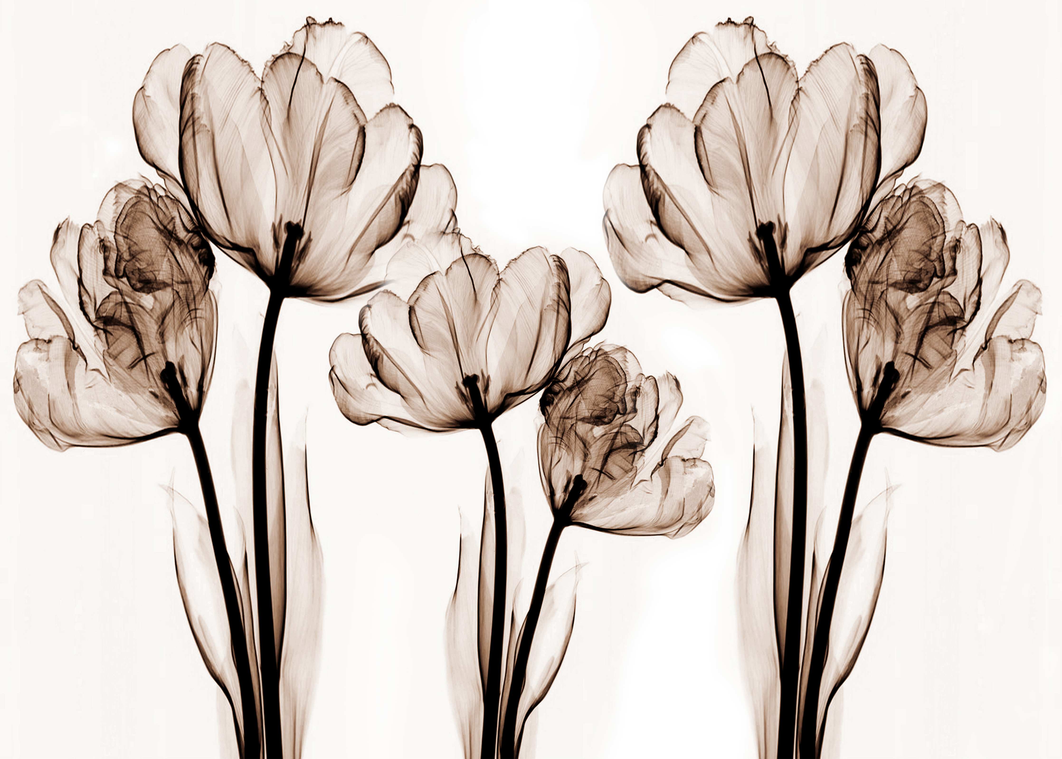 Wandverkleidung Wohnzimmer-Elegante Blumendekoration in Sepia-Tönen